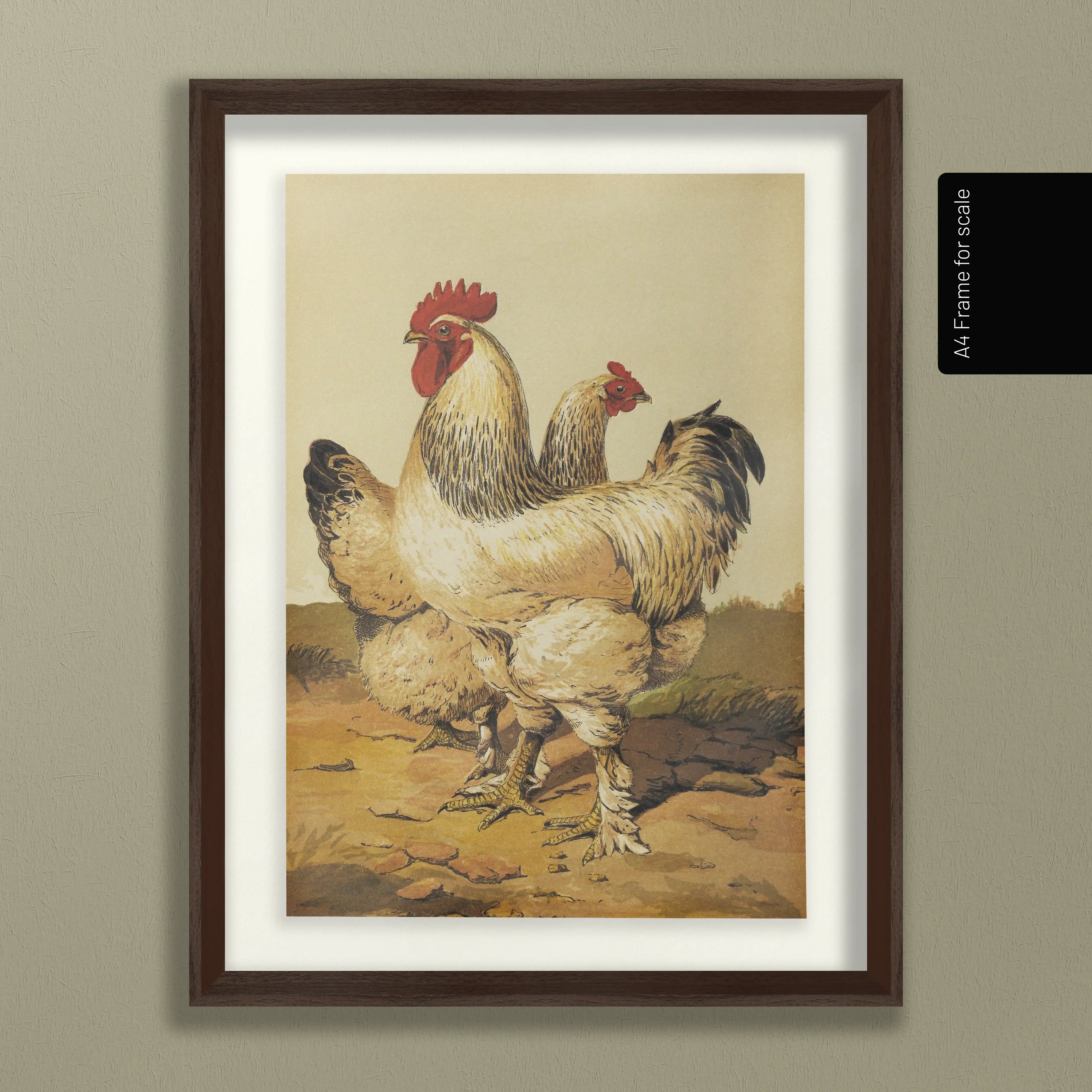 Natural History: Plate No. 25