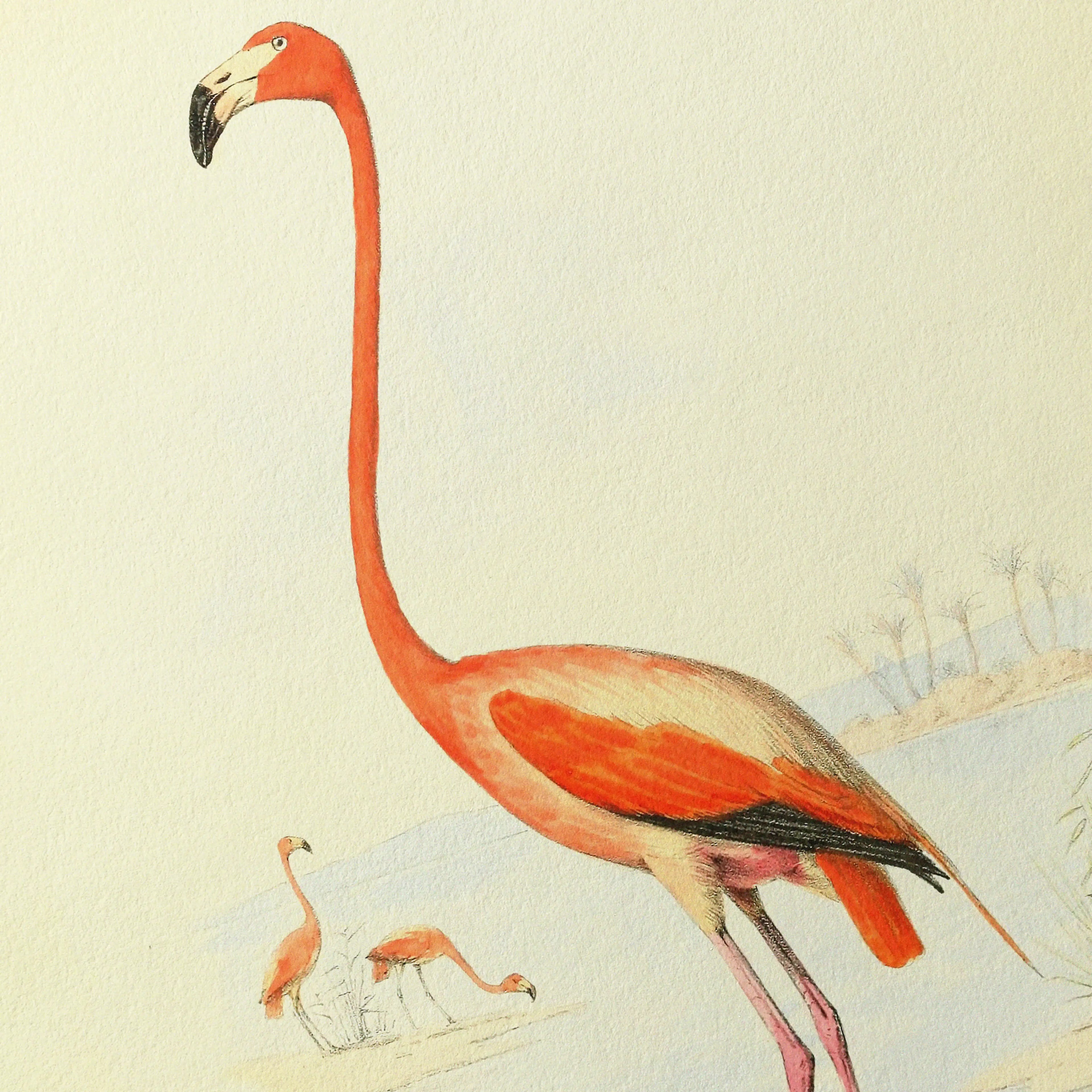 Natural History: Plate No. 26