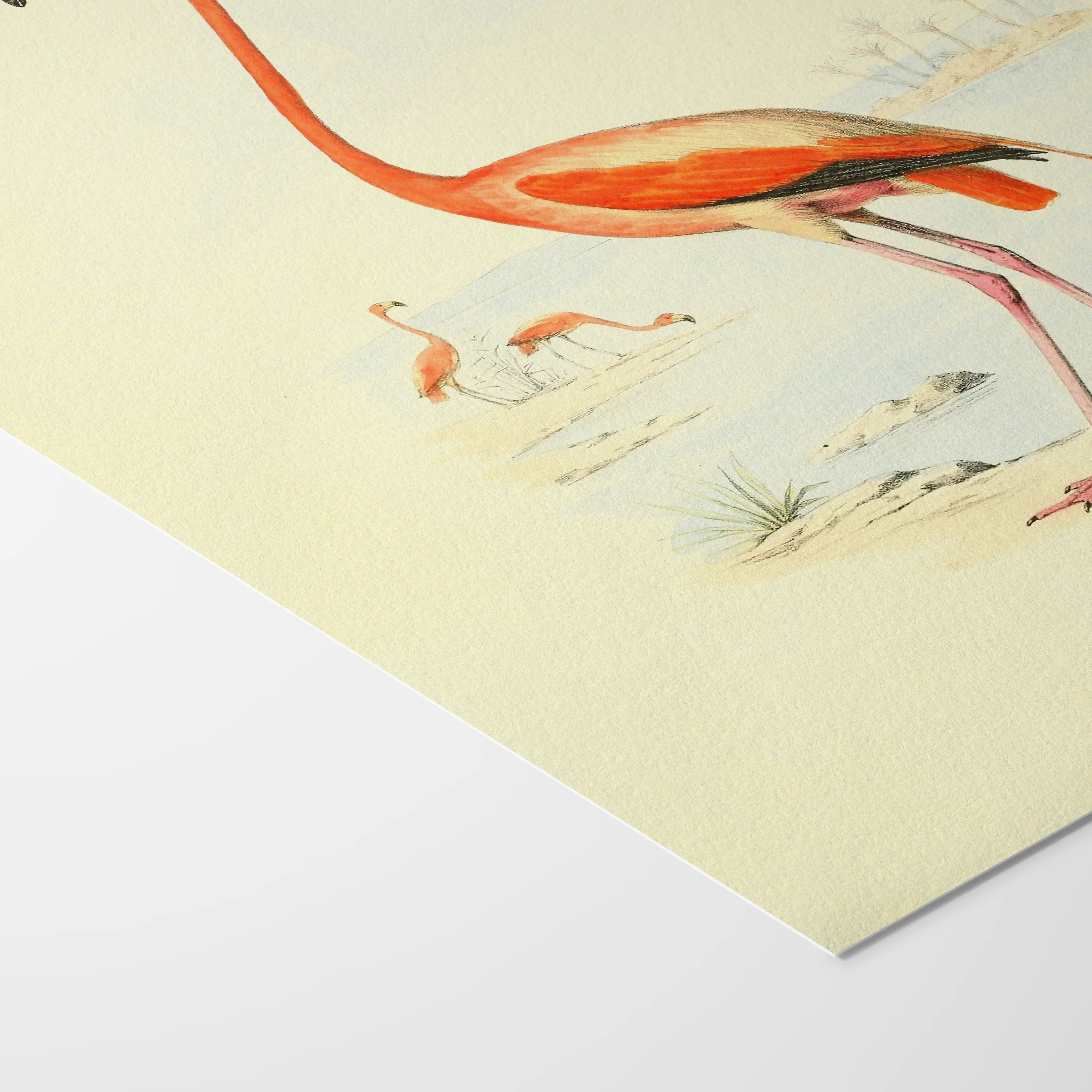 Natural History: Plate No. 26