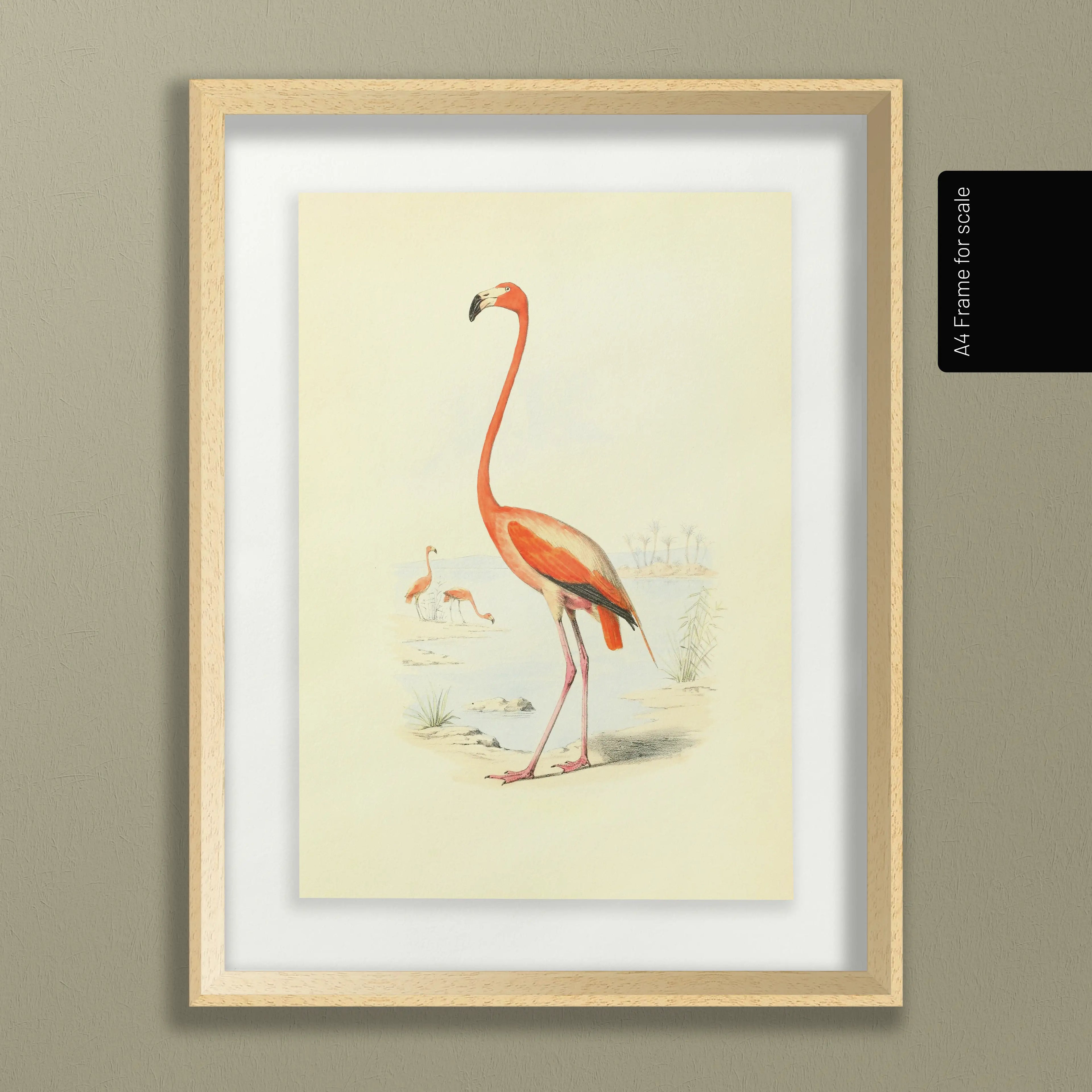 Natural History: Plate No. 26