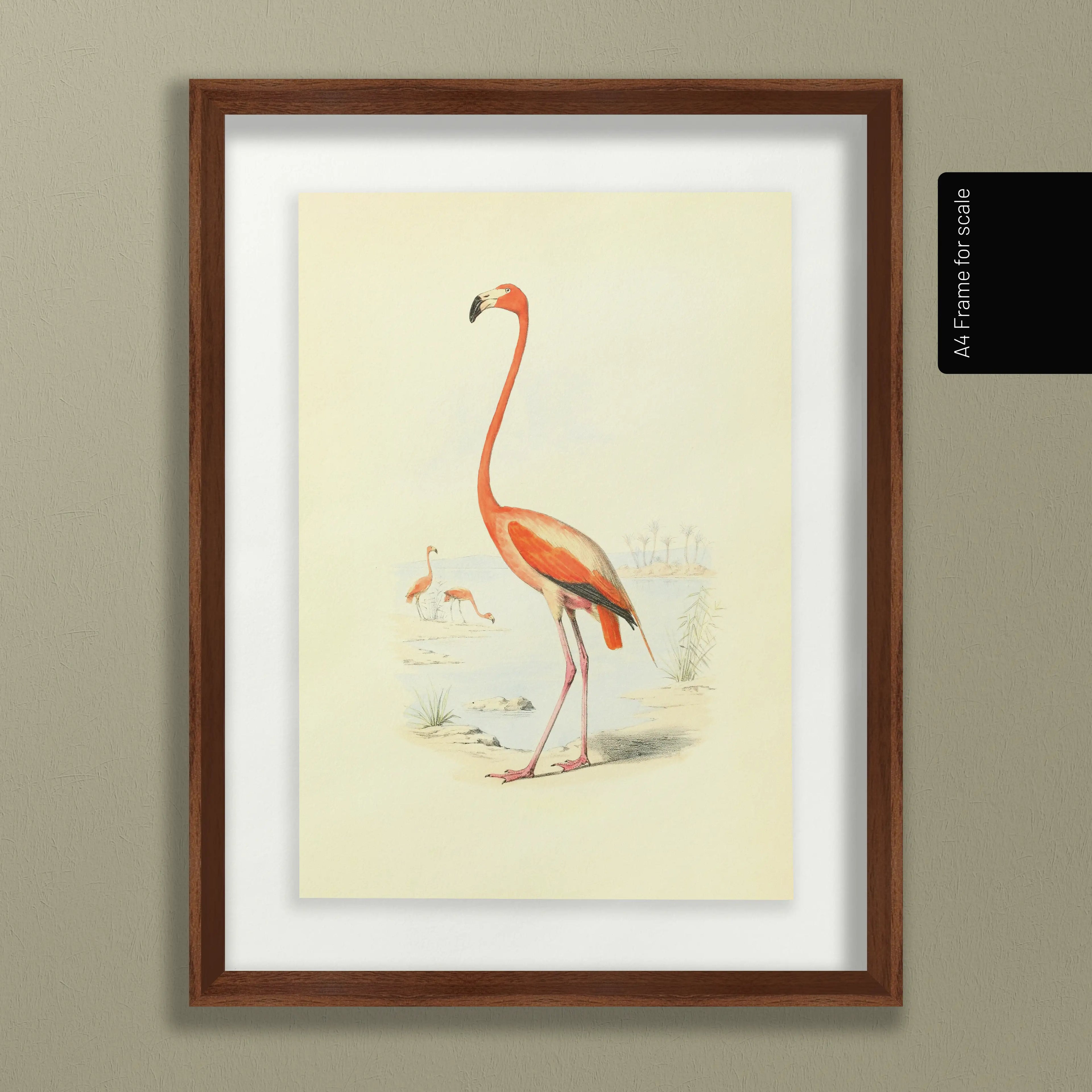 Natural History: Plate No. 26