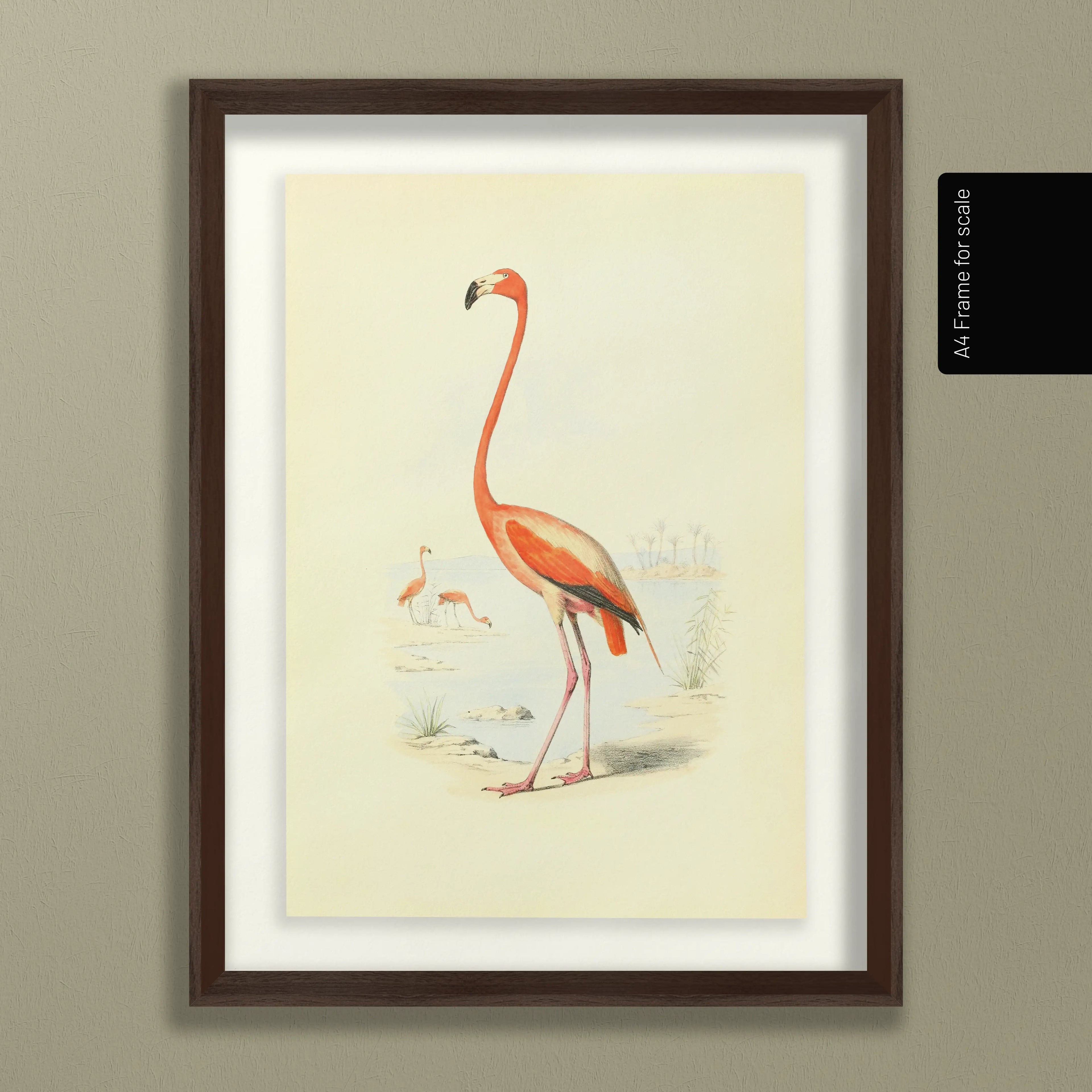 Natural History: Plate No. 26