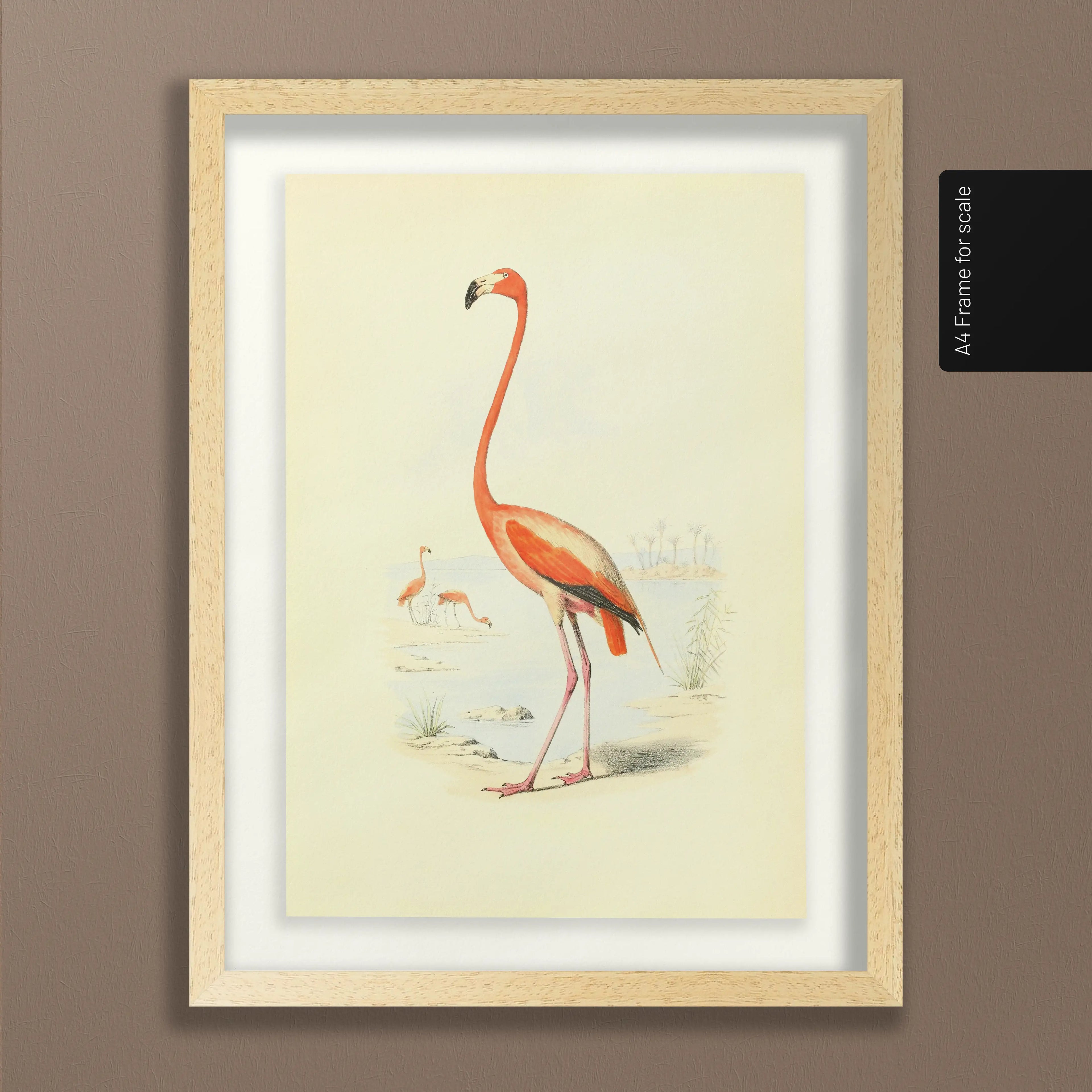 Natural History: Plate No. 26