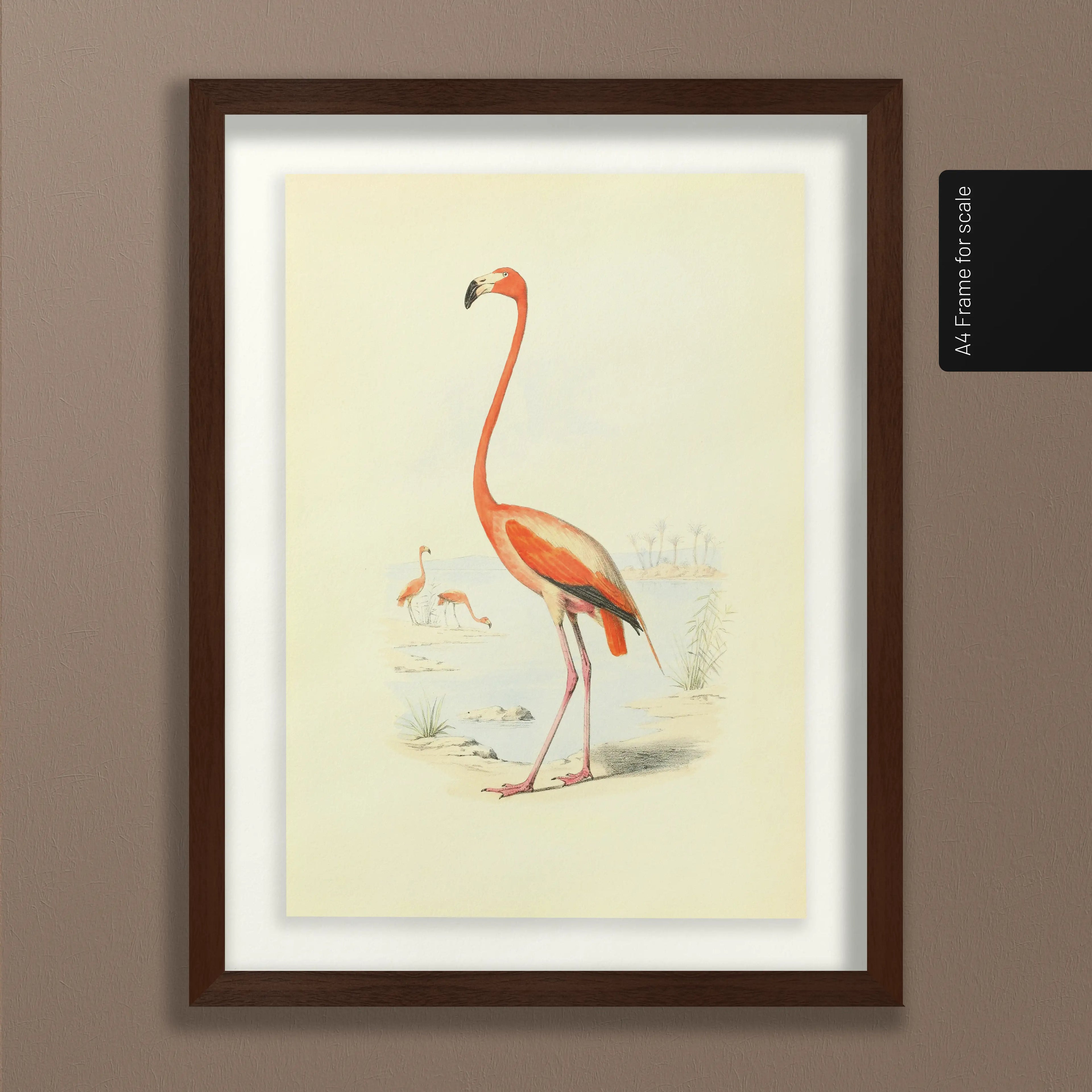 Natural History: Plate No. 26