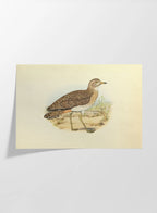 Natural History: Plate No. 27