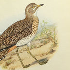 Natural History: Plate No. 27