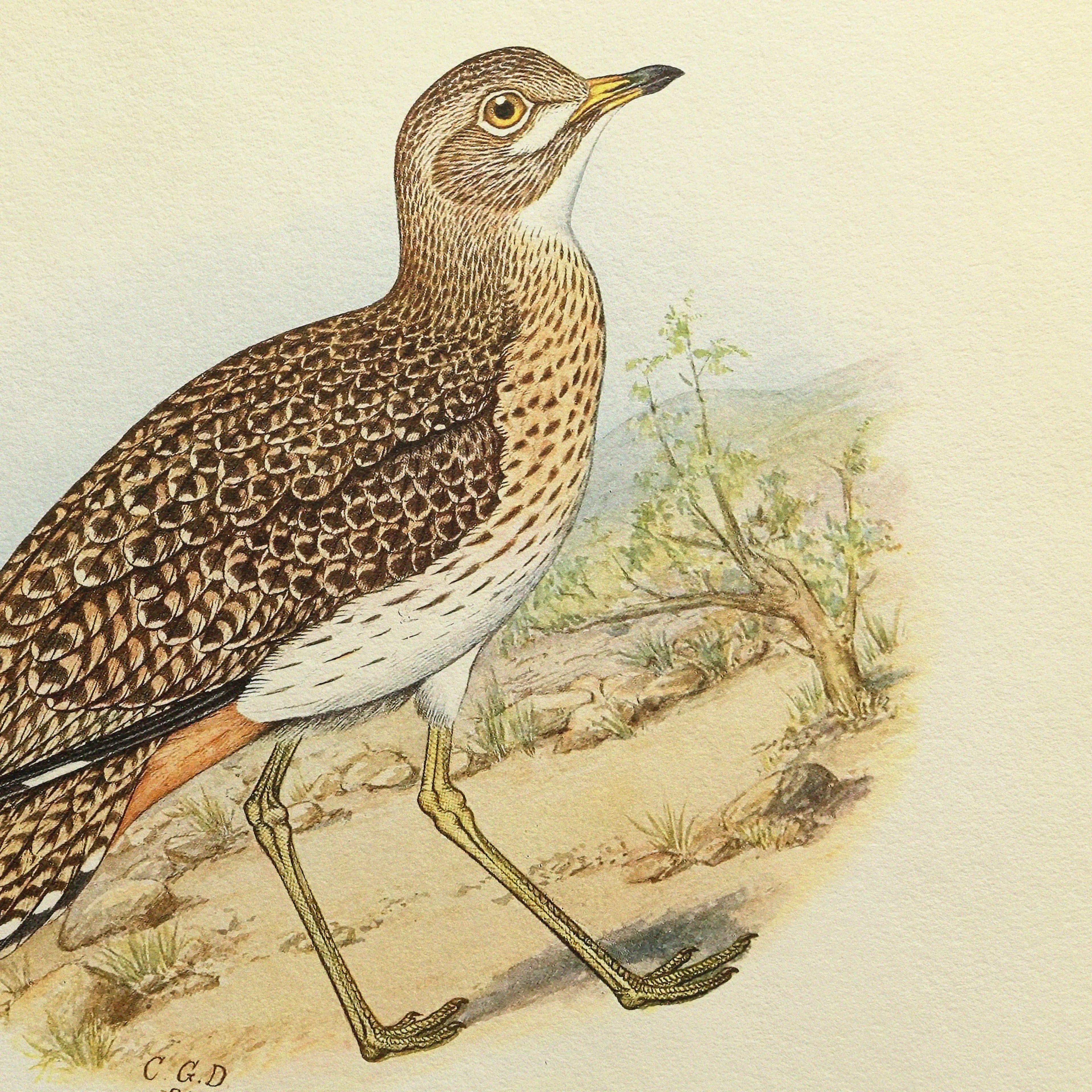 Natural History: Plate No. 27