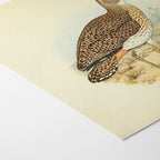 Natural History: Plate No. 27
