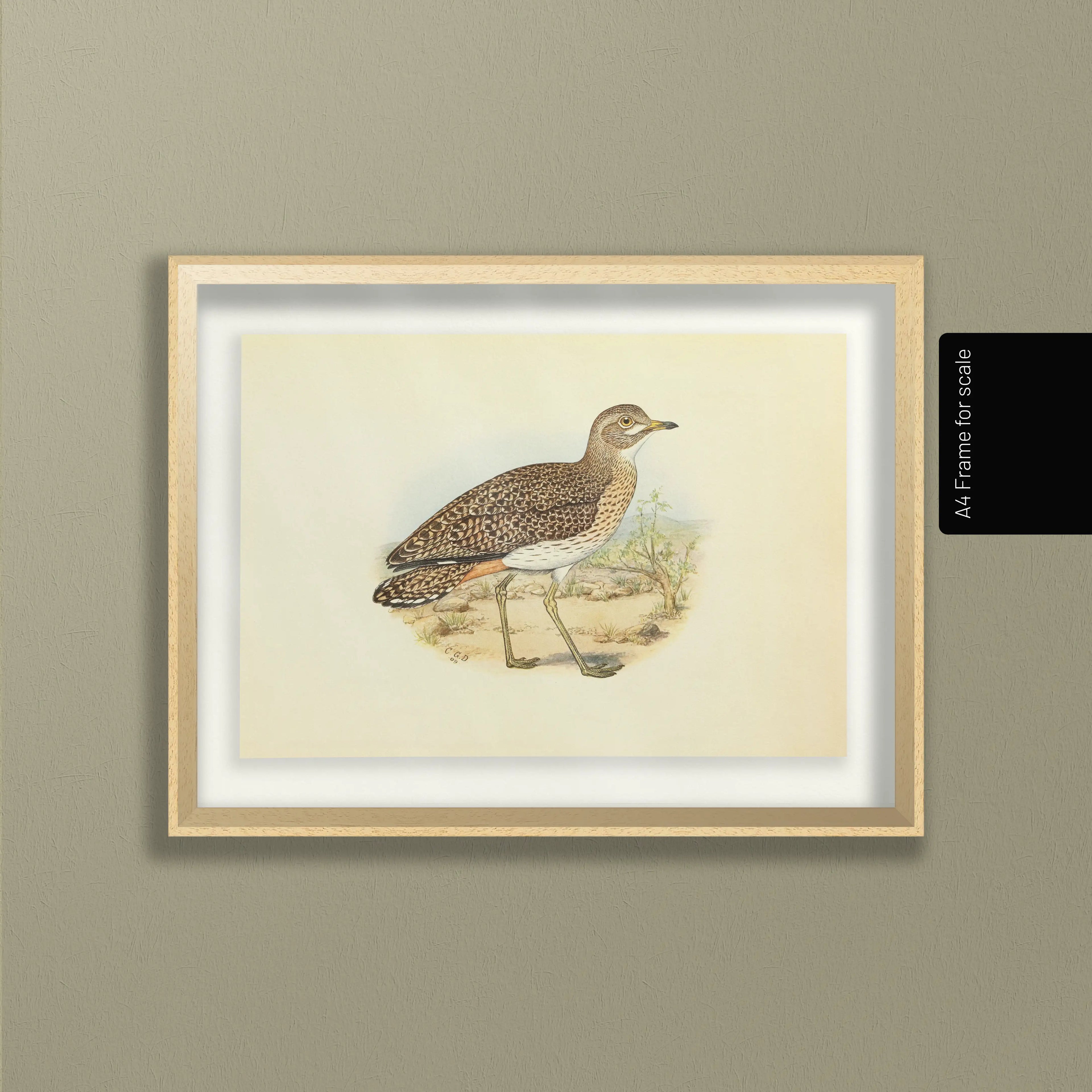 Natural History: Plate No. 27