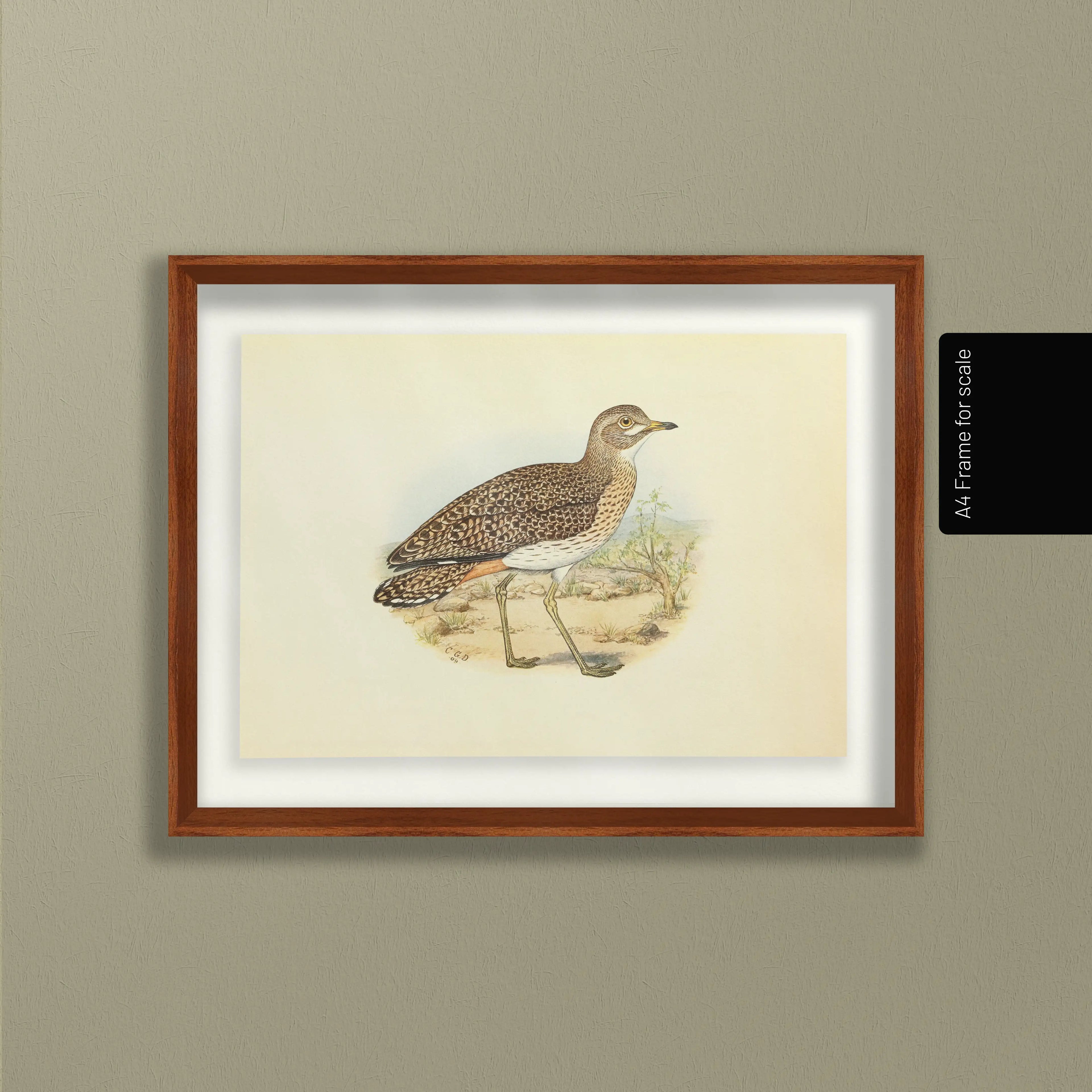 Natural History: Plate No. 27