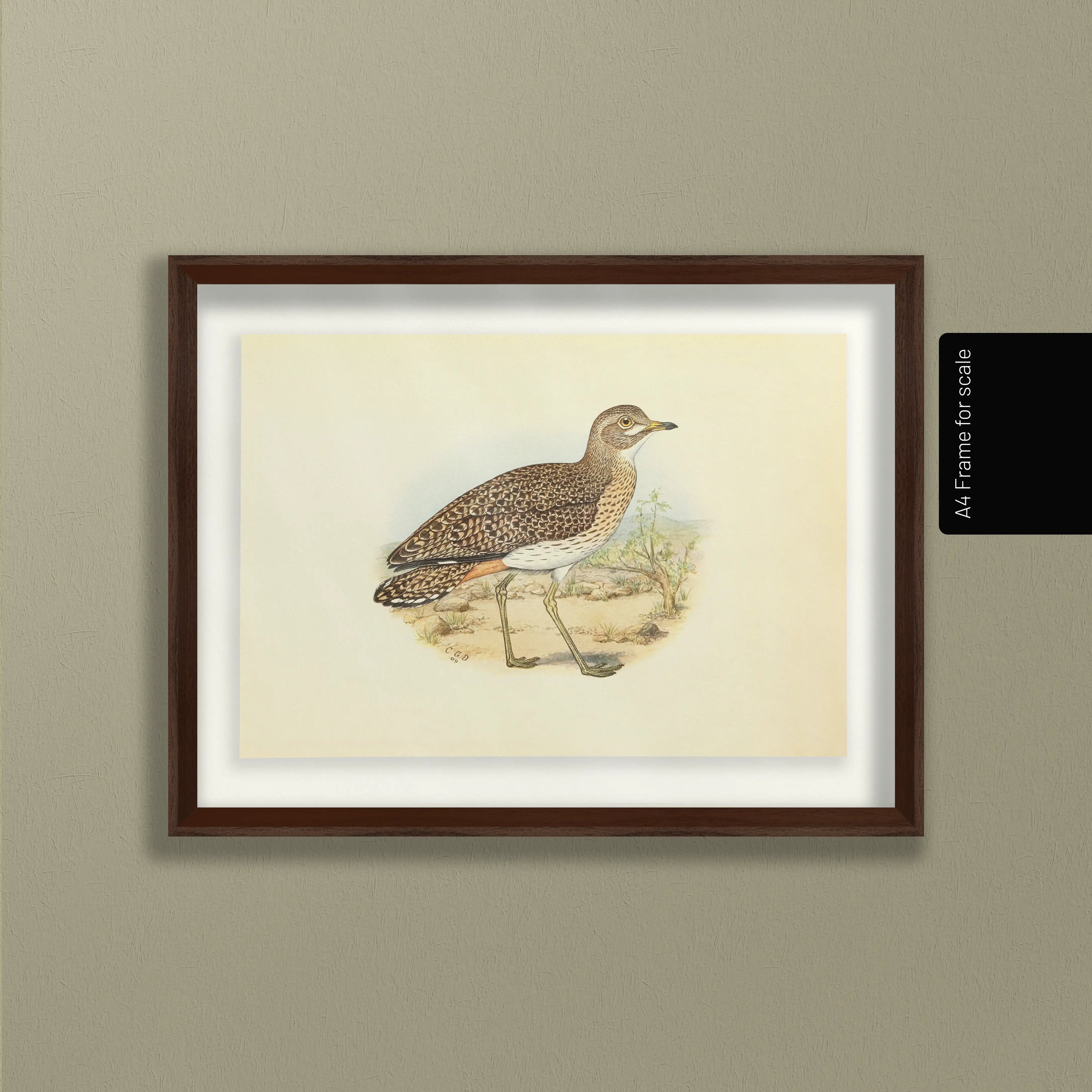 Natural History: Plate No. 27