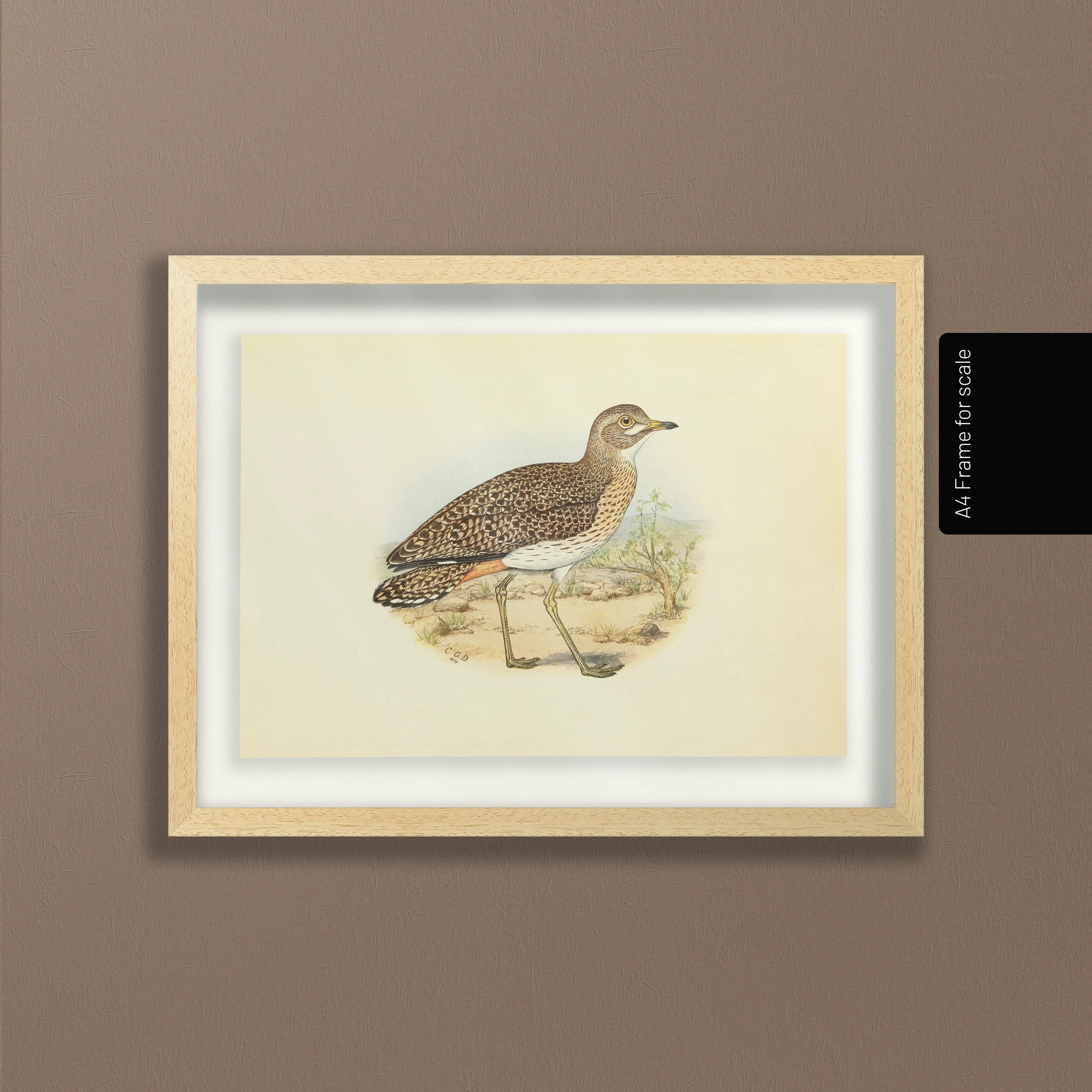 Natural History: Plate No. 27