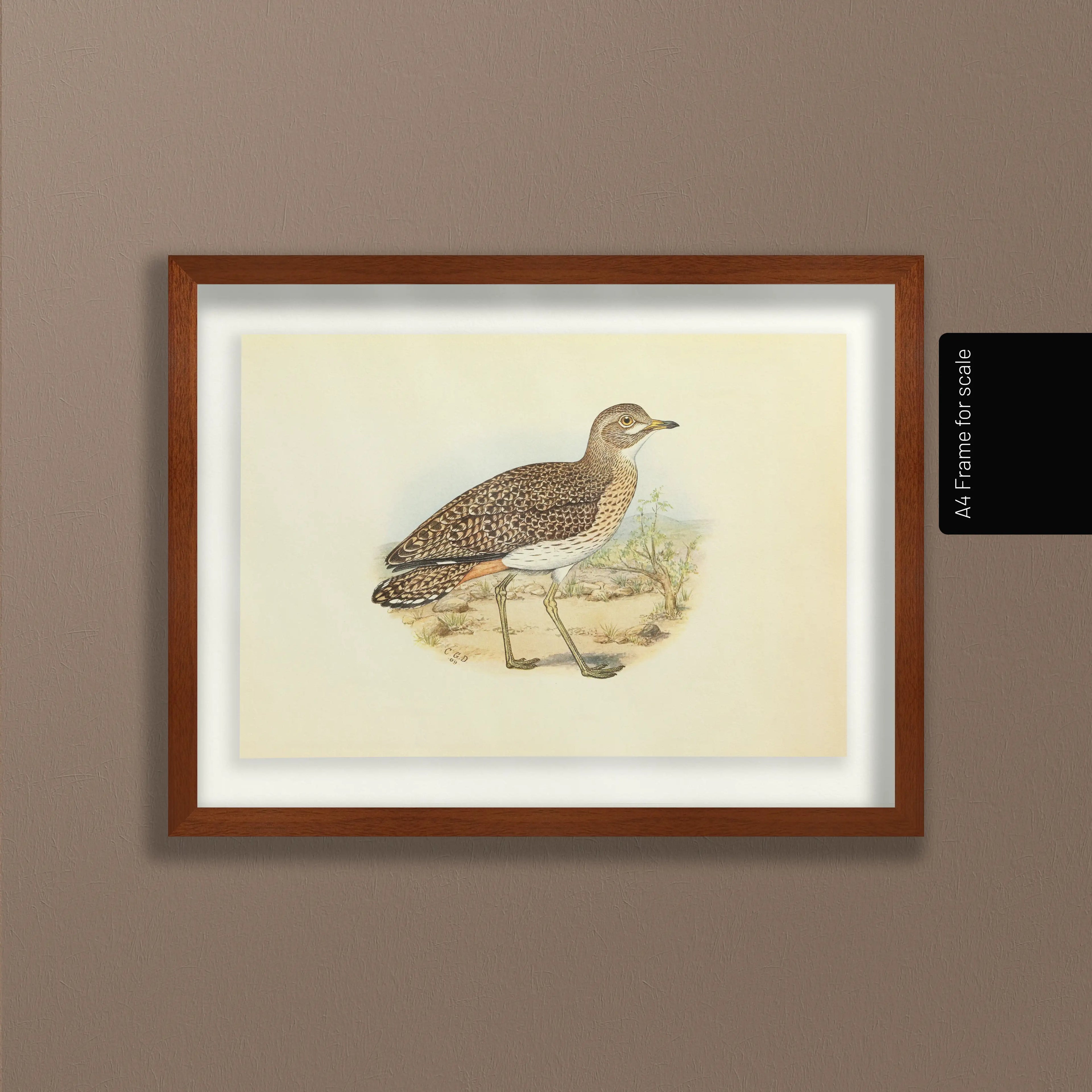 Natural History: Plate No. 27