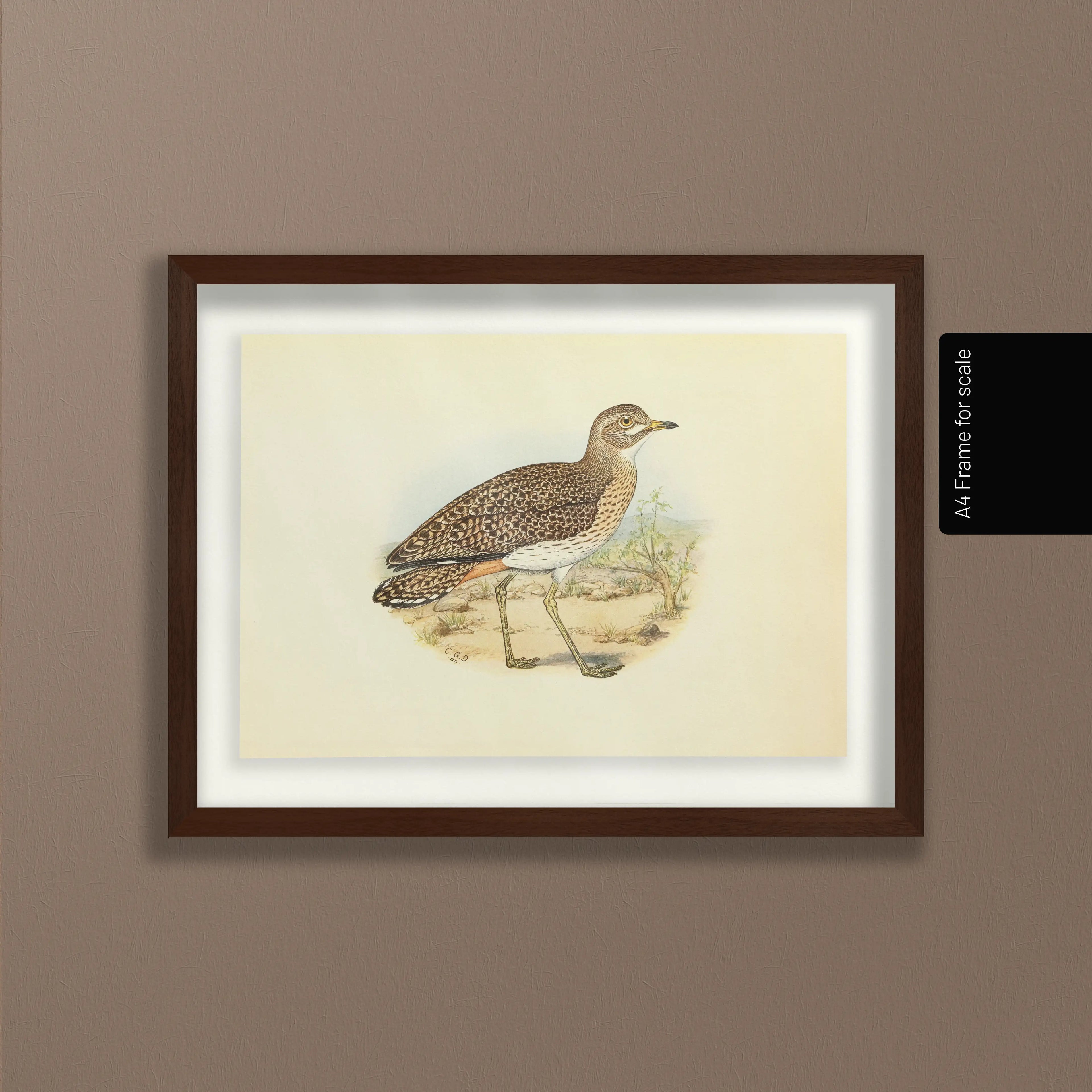 Natural History: Plate No. 27