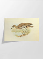 Natural History: Plate No. 28