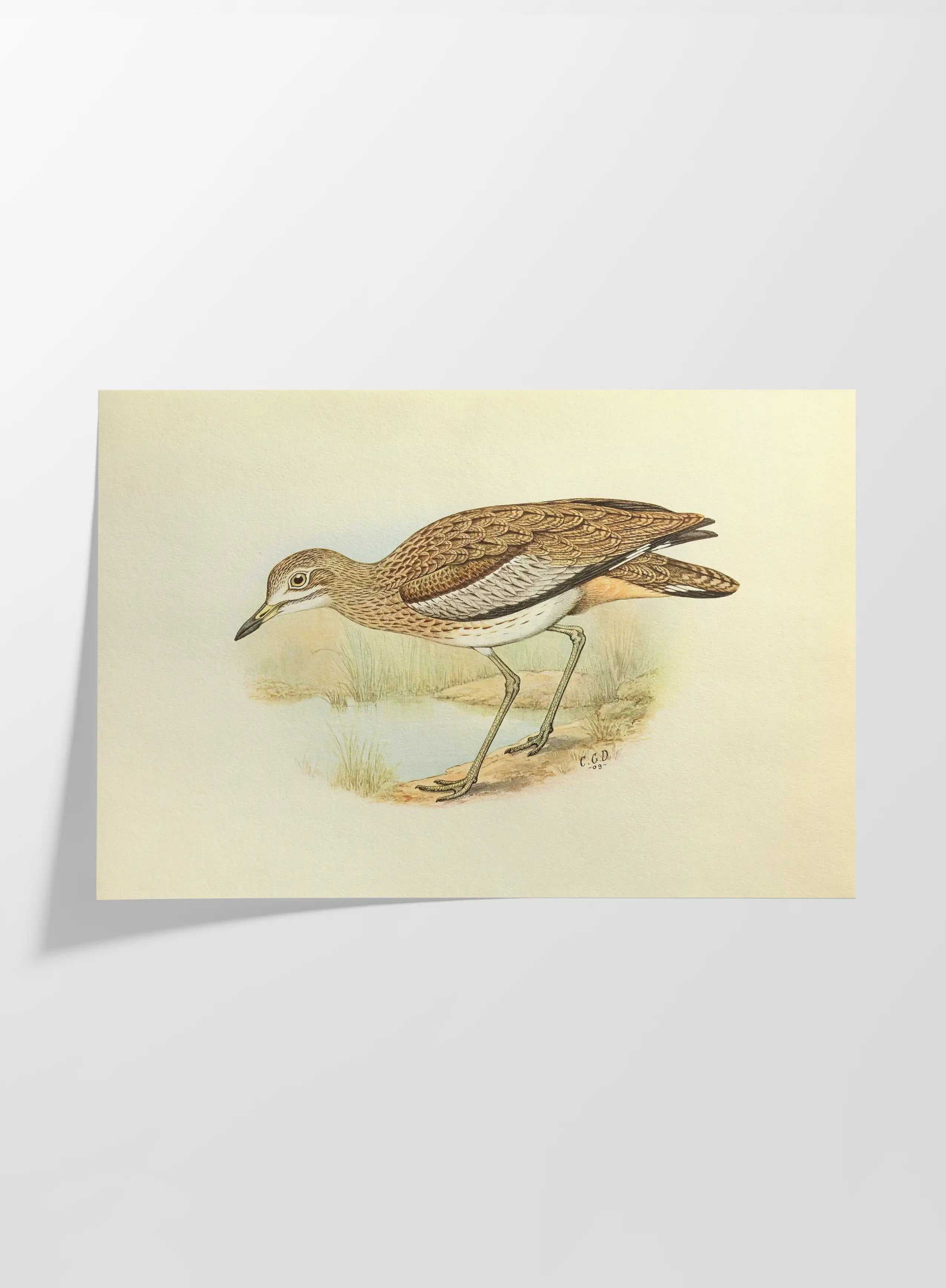 Natural History: Plate No. 28