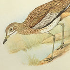 Natural History: Plate No. 28