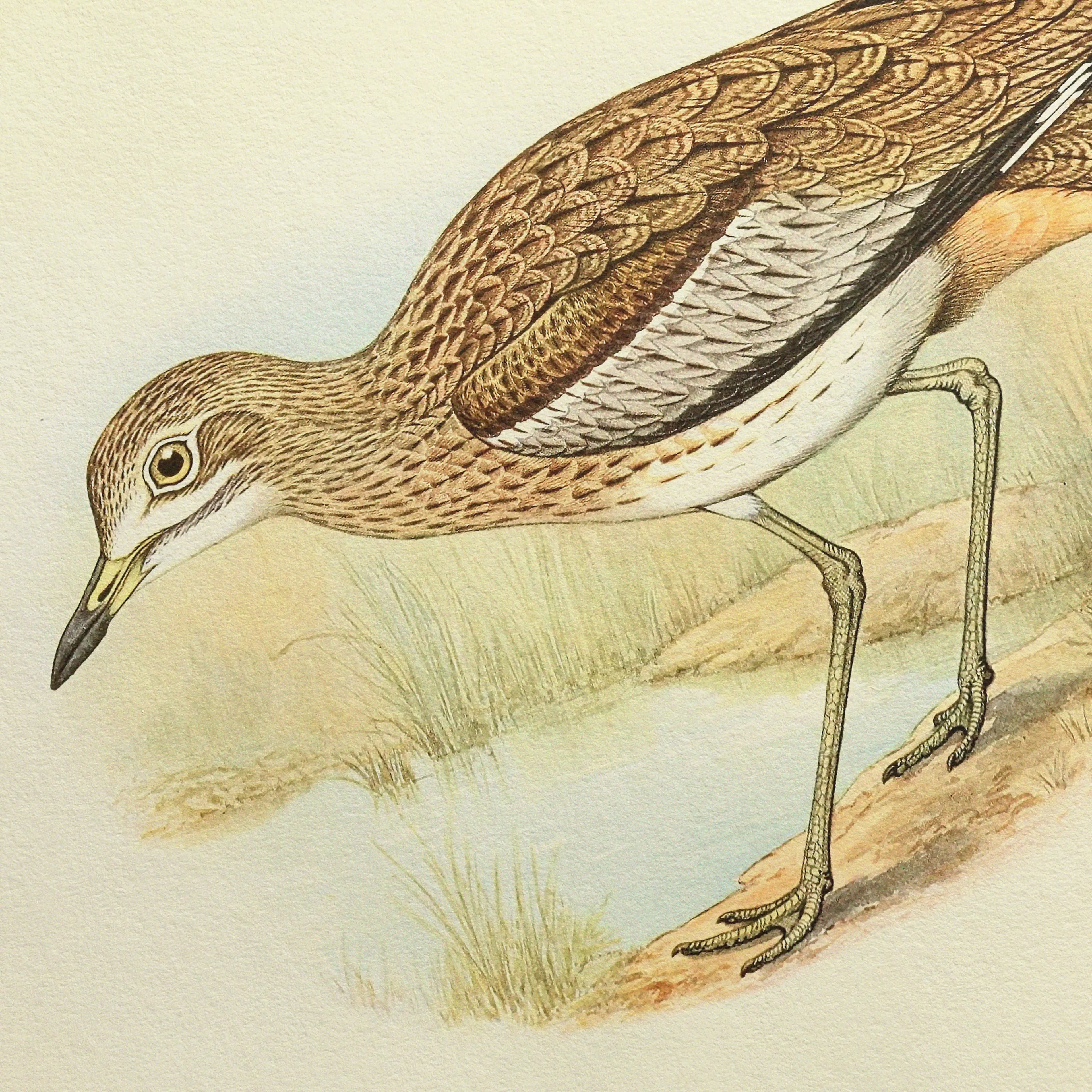 Natural History: Plate No. 28