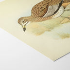 Natural History: Plate No. 28