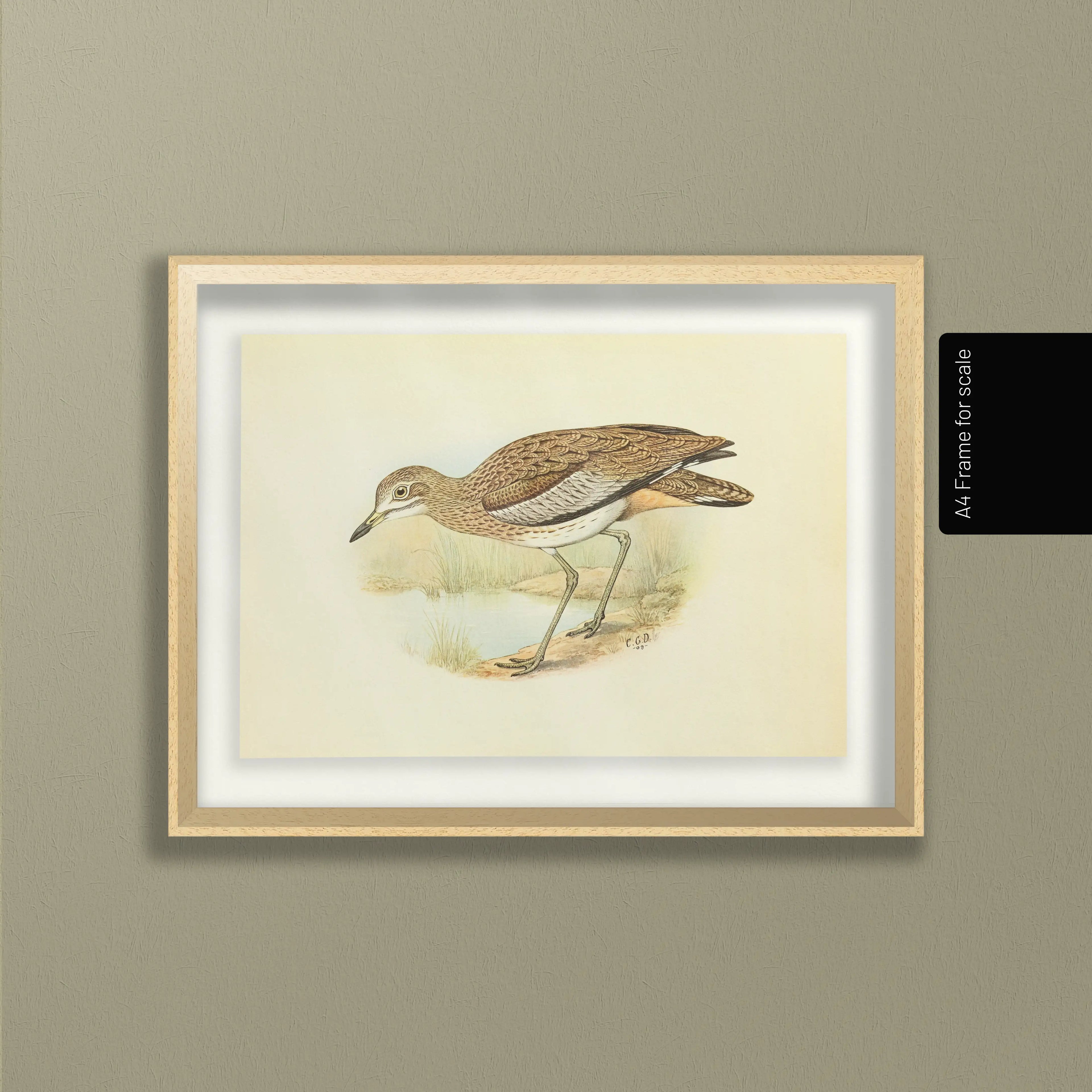 Natural History: Plate No. 28