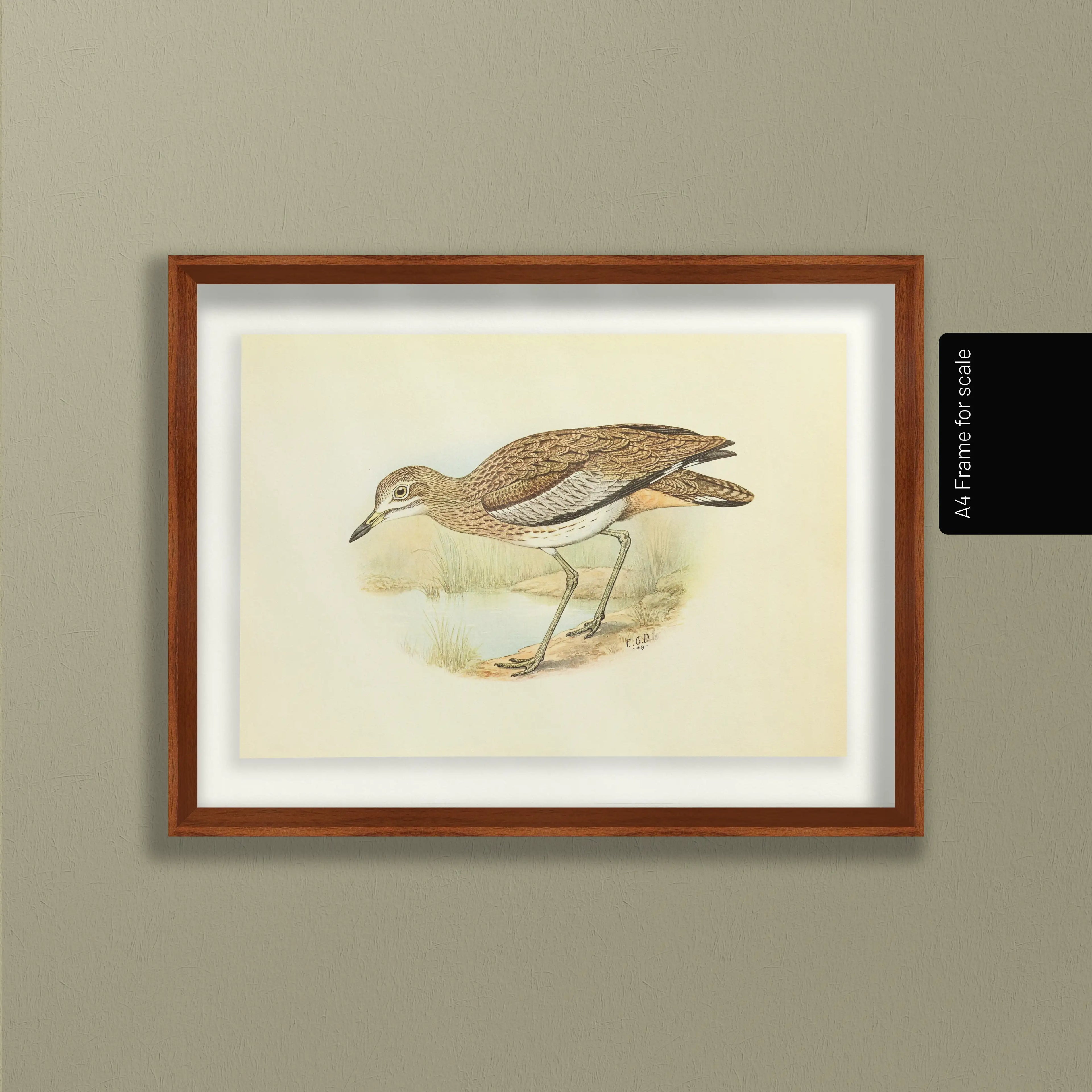 Natural History: Plate No. 28