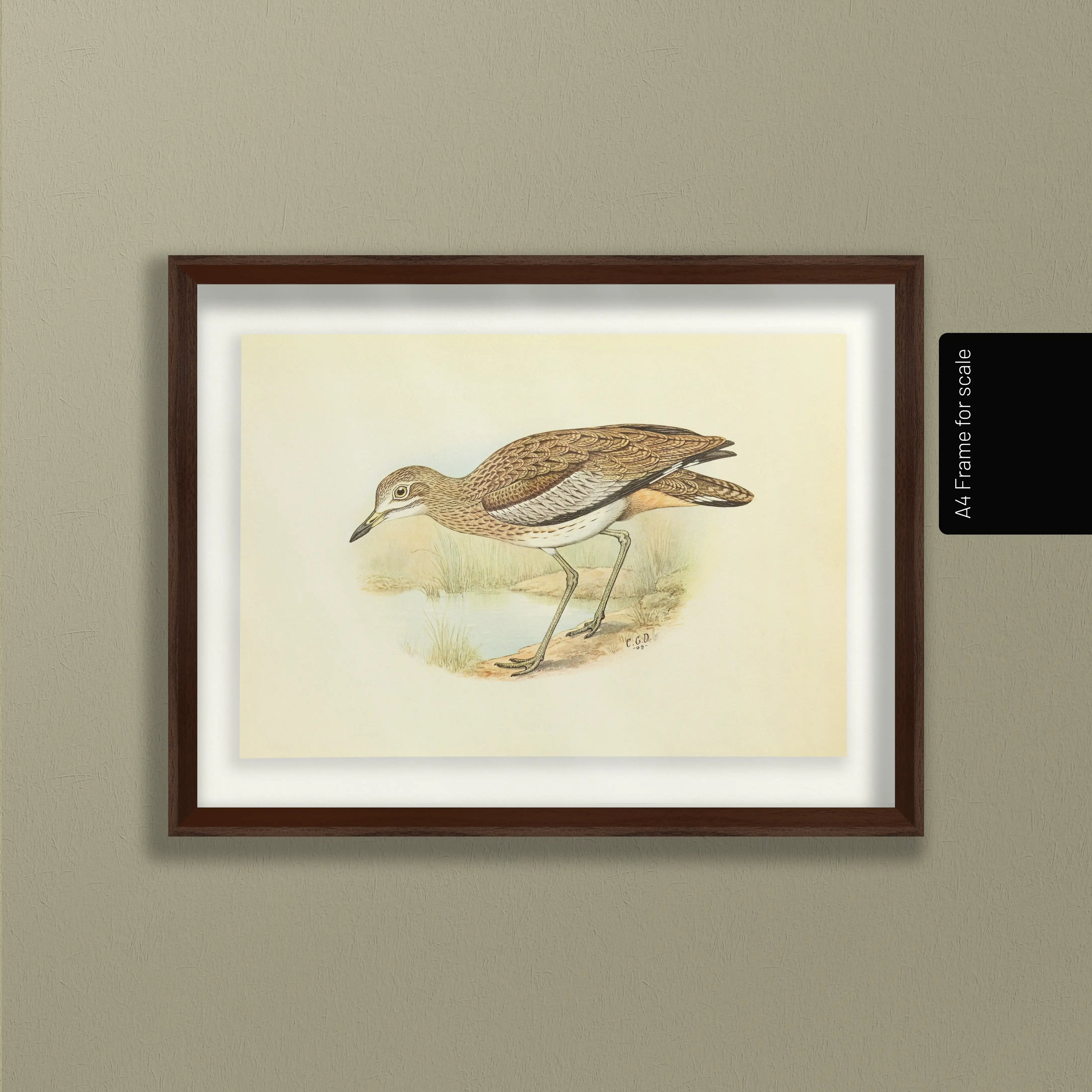 Natural History: Plate No. 28