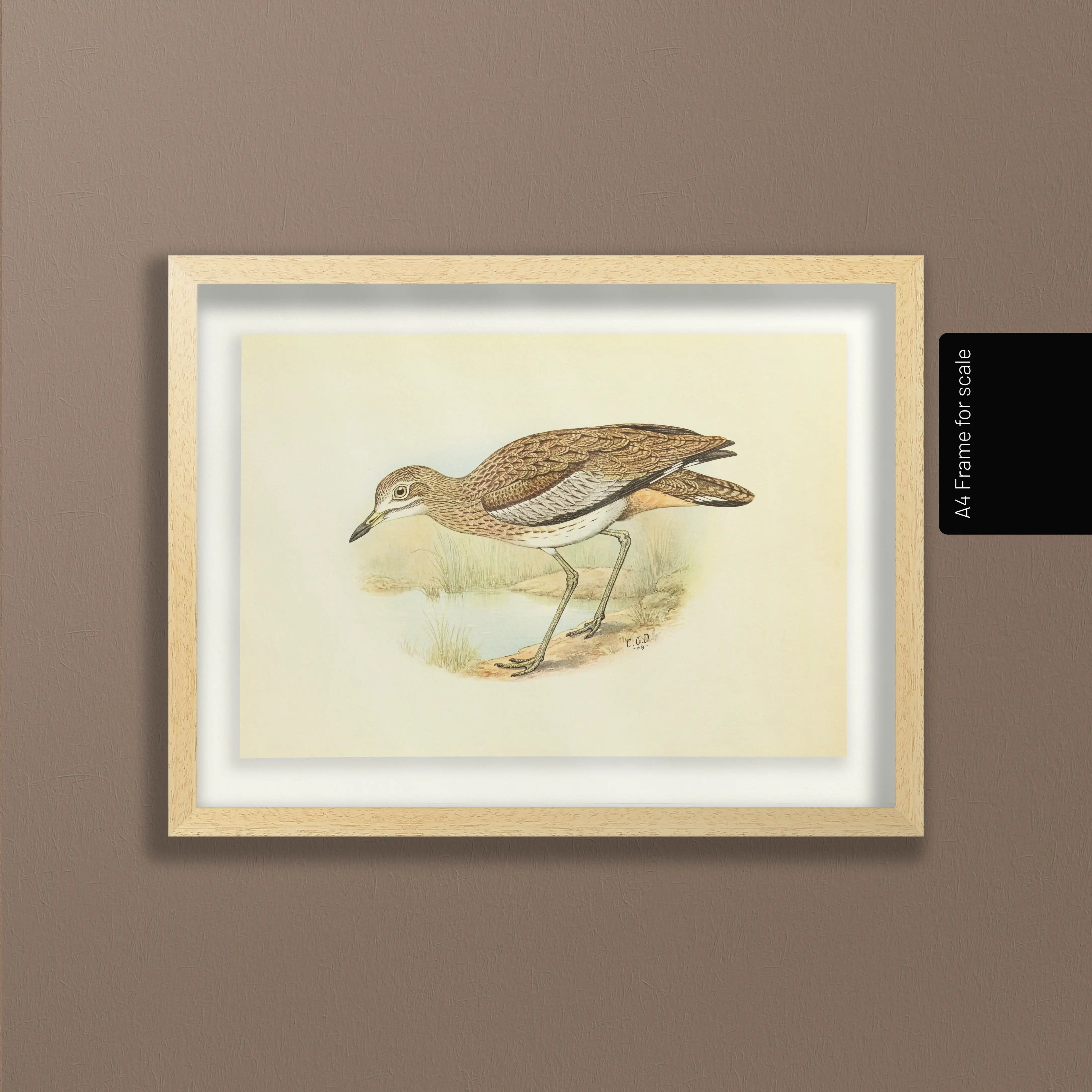 Natural History: Plate No. 28