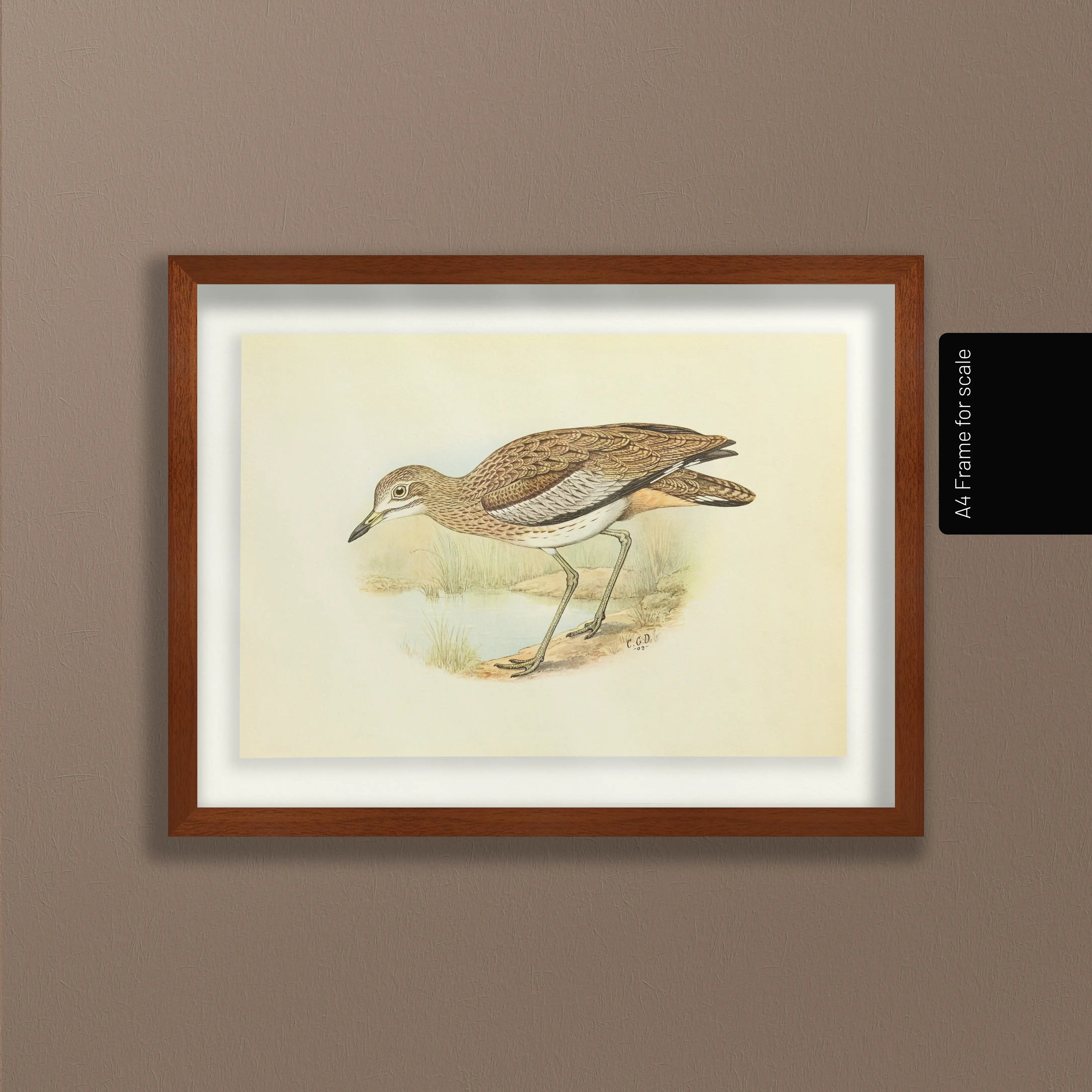 Natural History: Plate No. 28