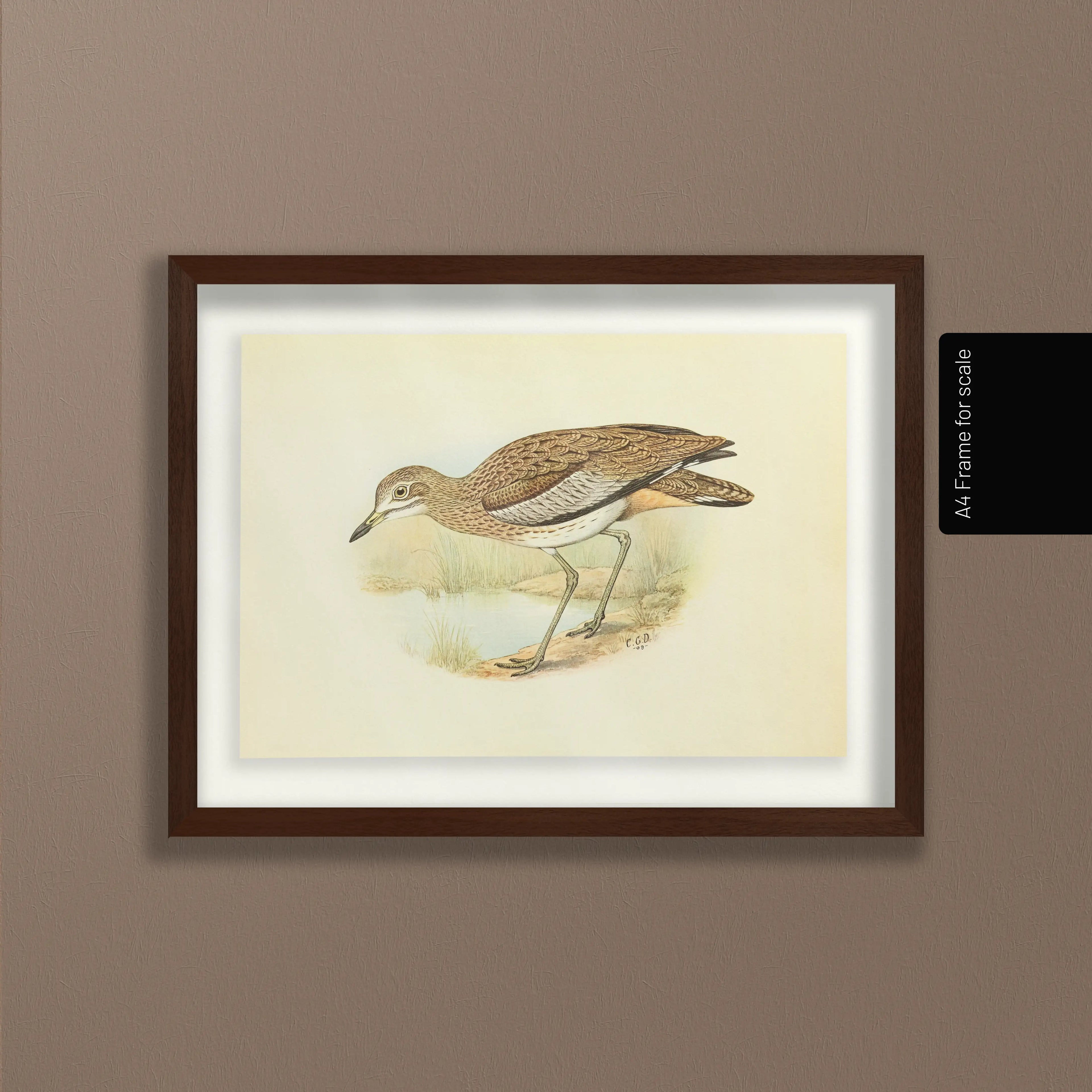 Natural History: Plate No. 28