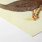 Natural History: Plate No. 29