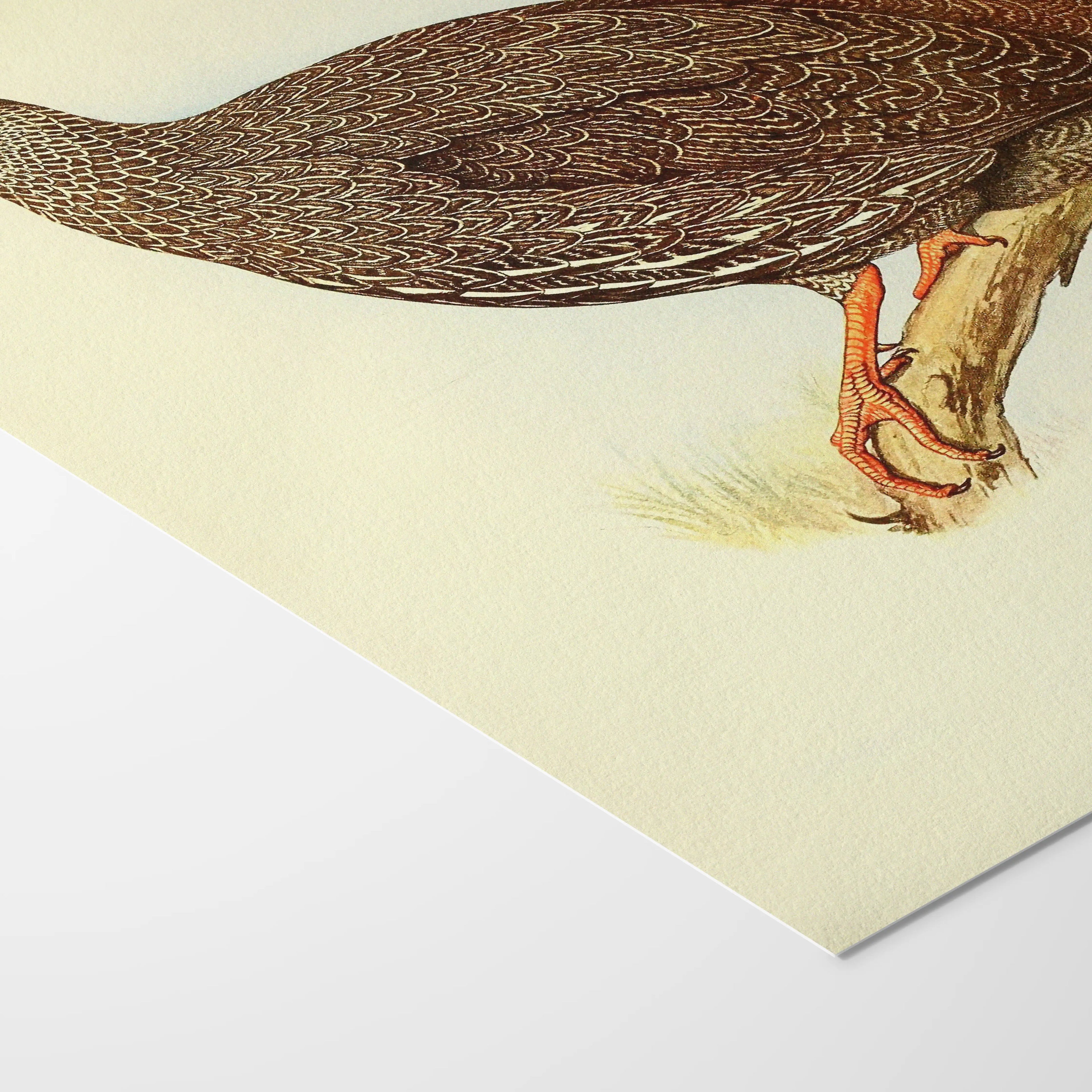 Natural History: Plate No. 29