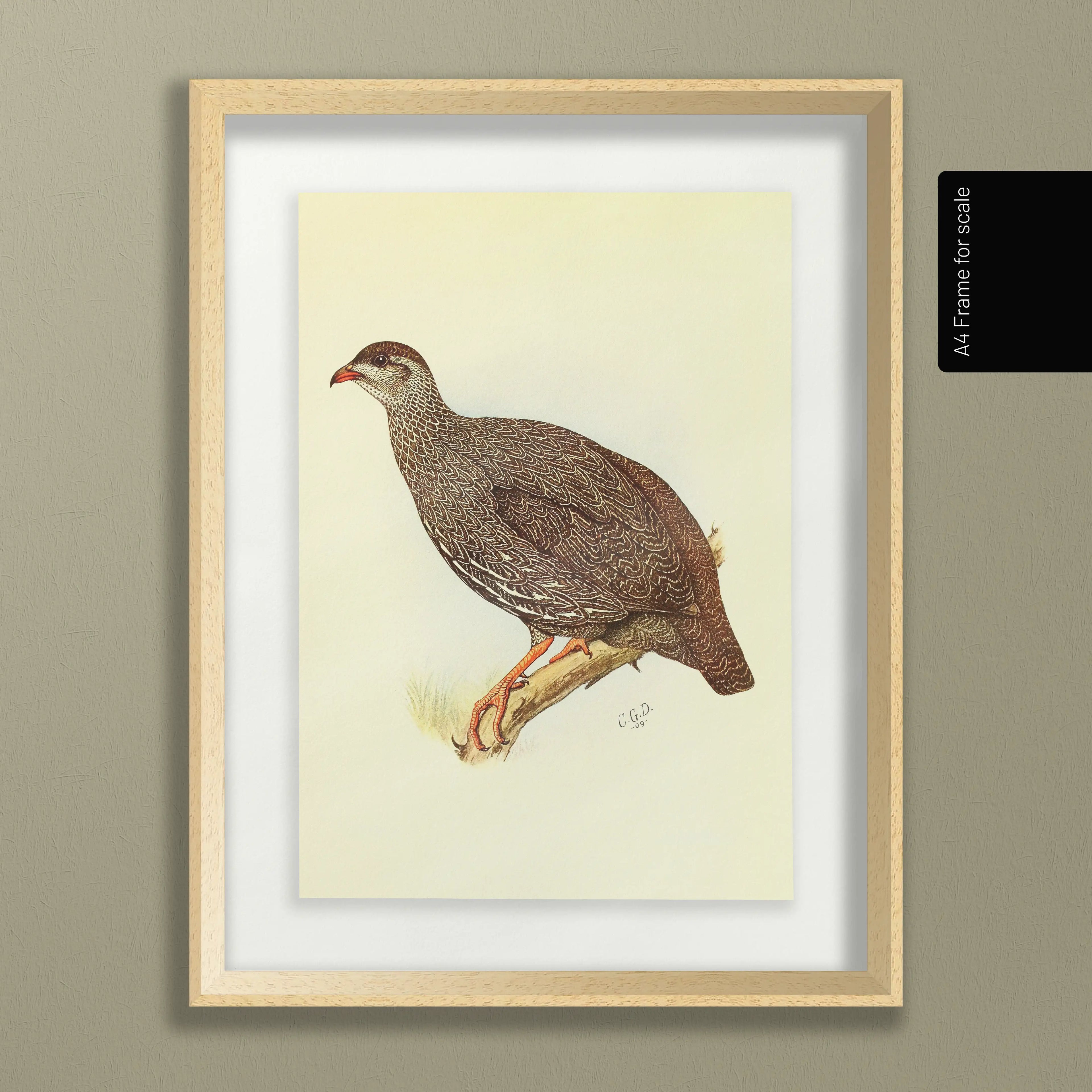 Natural History: Plate No. 29