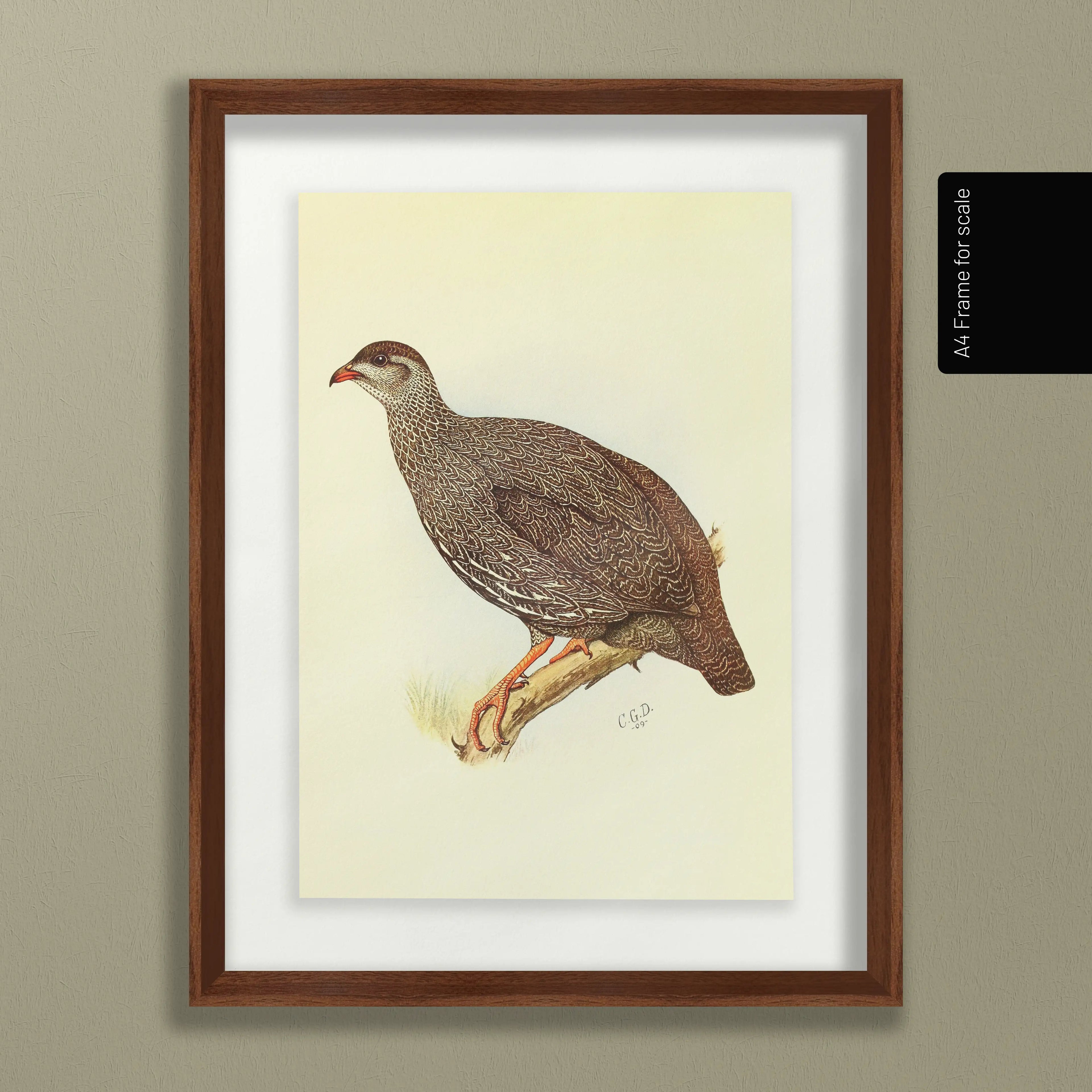Natural History: Plate No. 29
