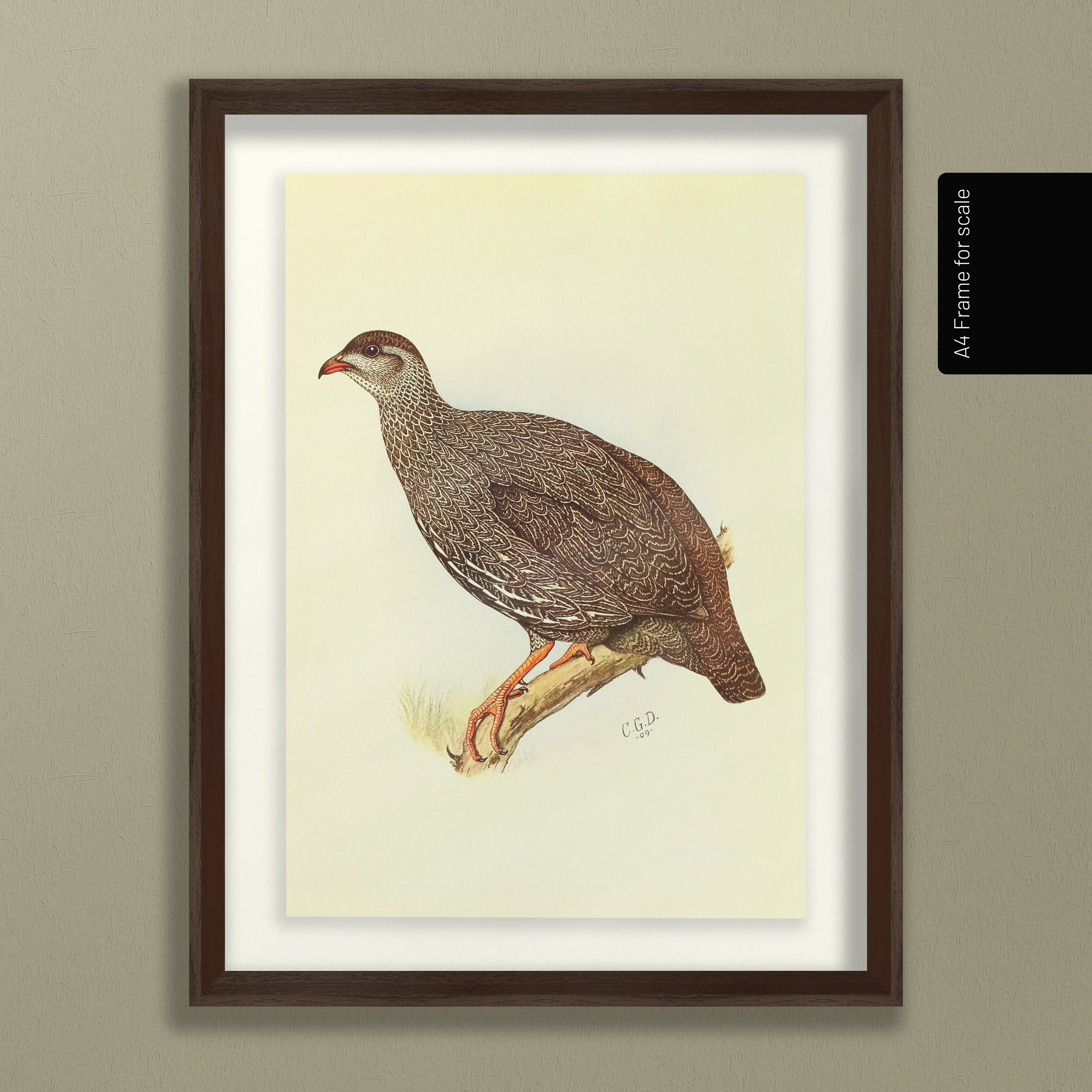 Natural History: Plate No. 29