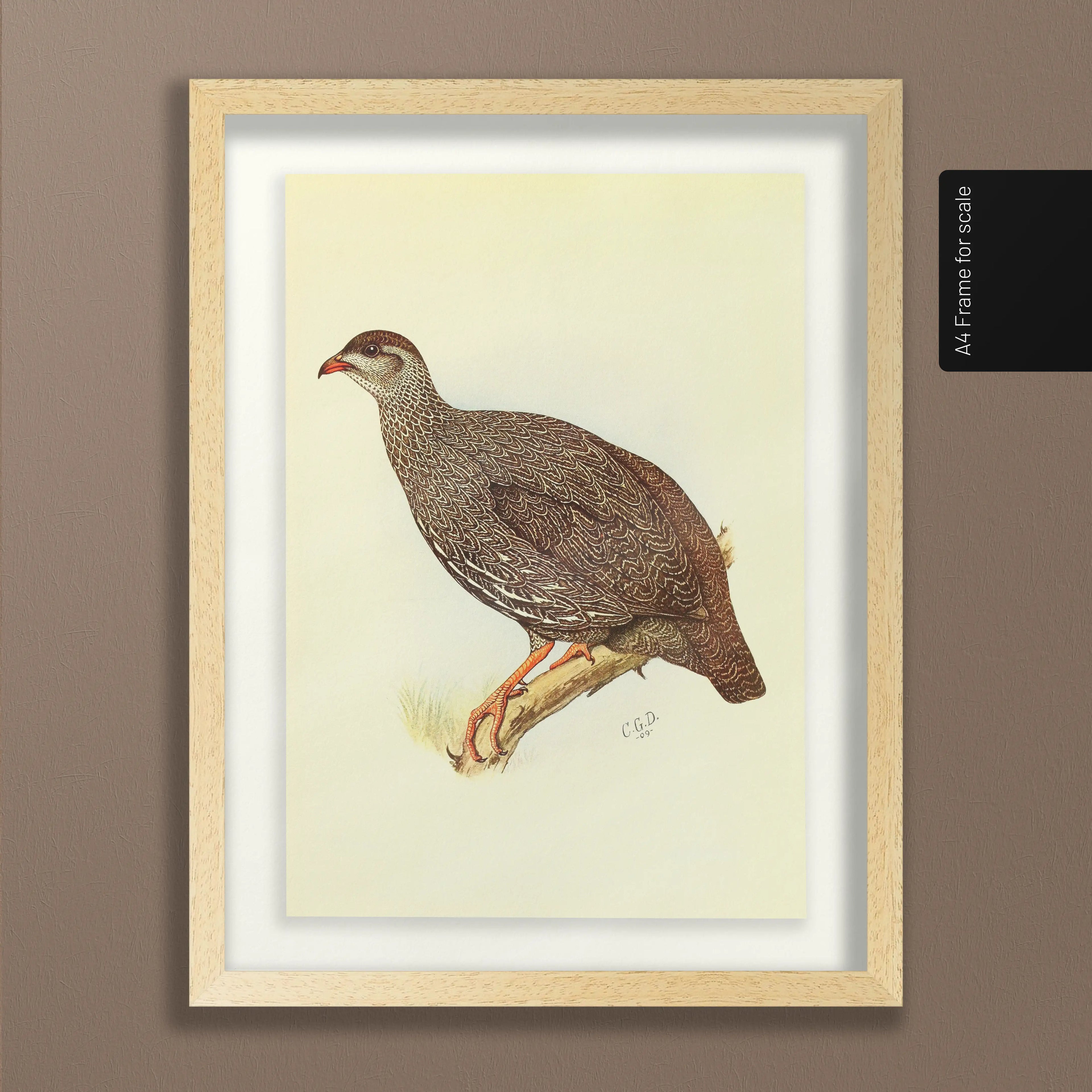 Natural History: Plate No. 29