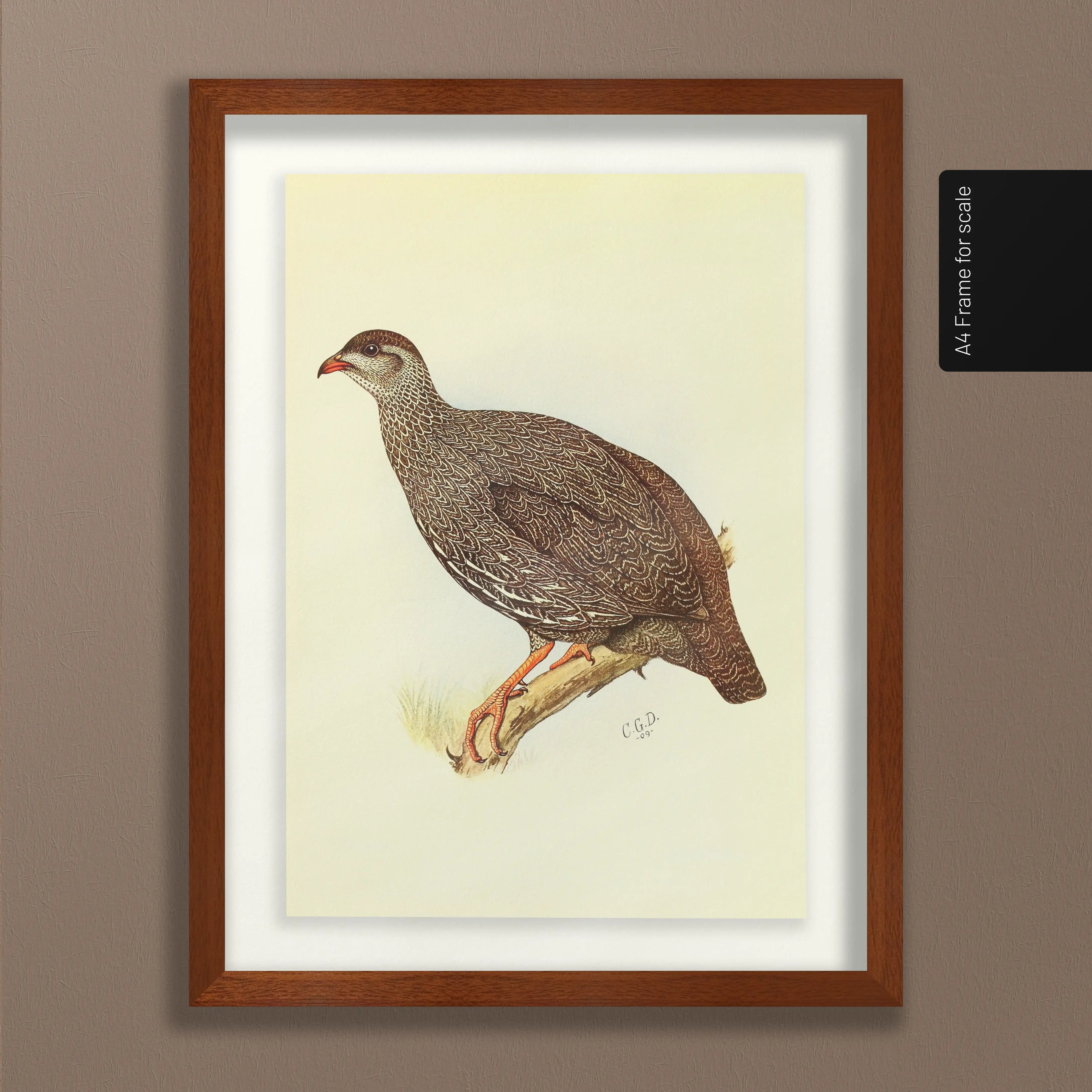 Natural History: Plate No. 29