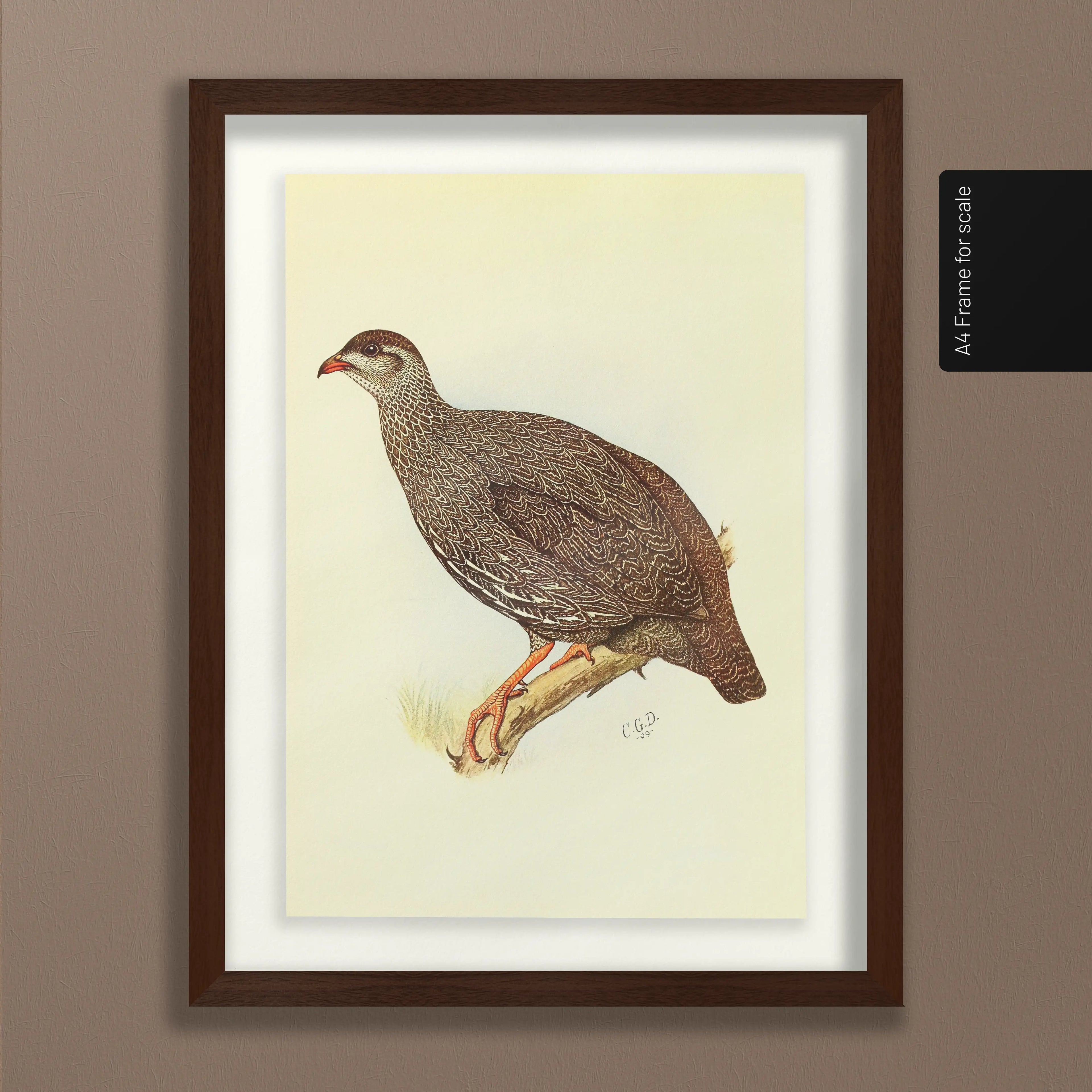 Natural History: Plate No. 29