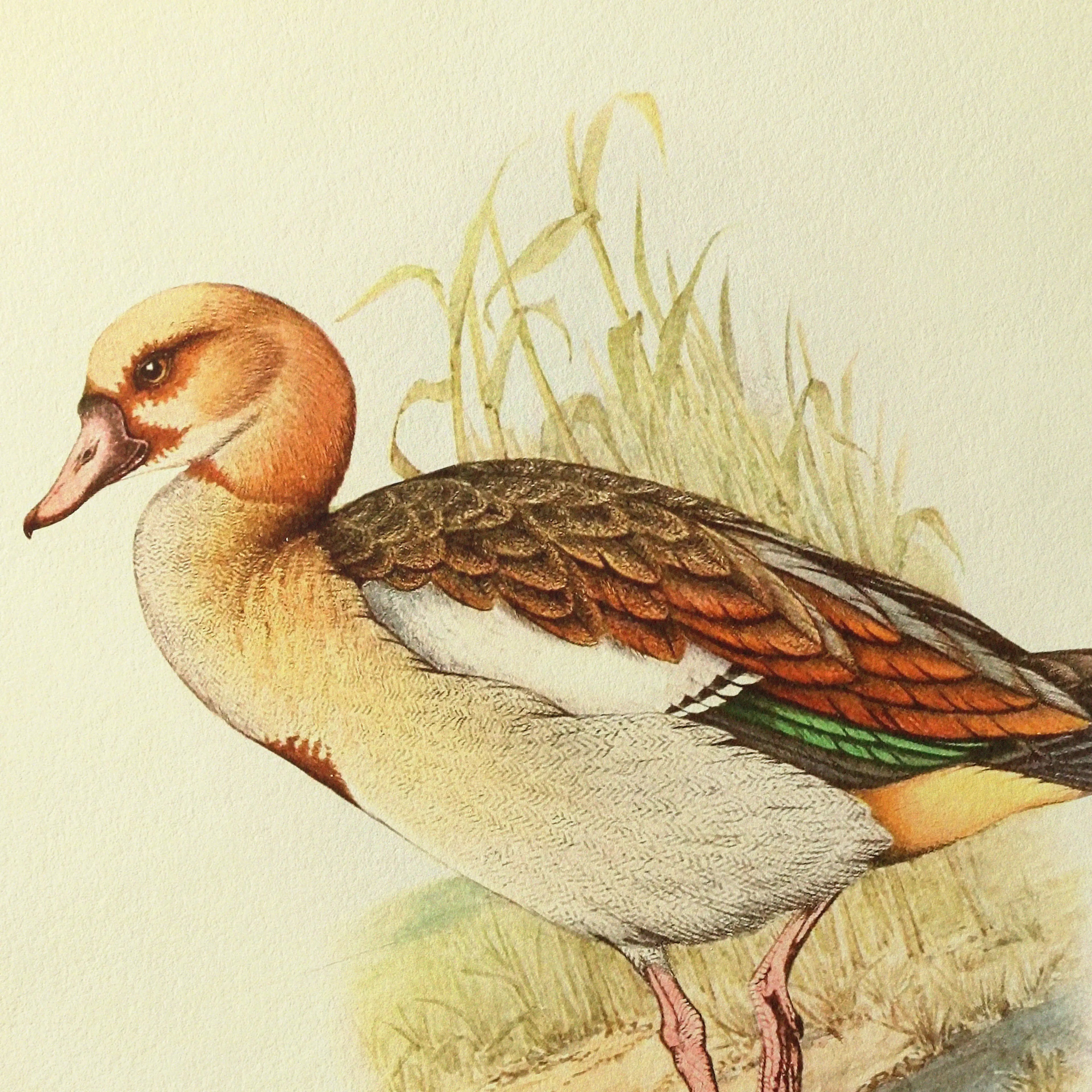 Natural History: Plate No. 30