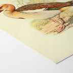 Natural History: Plate No. 30