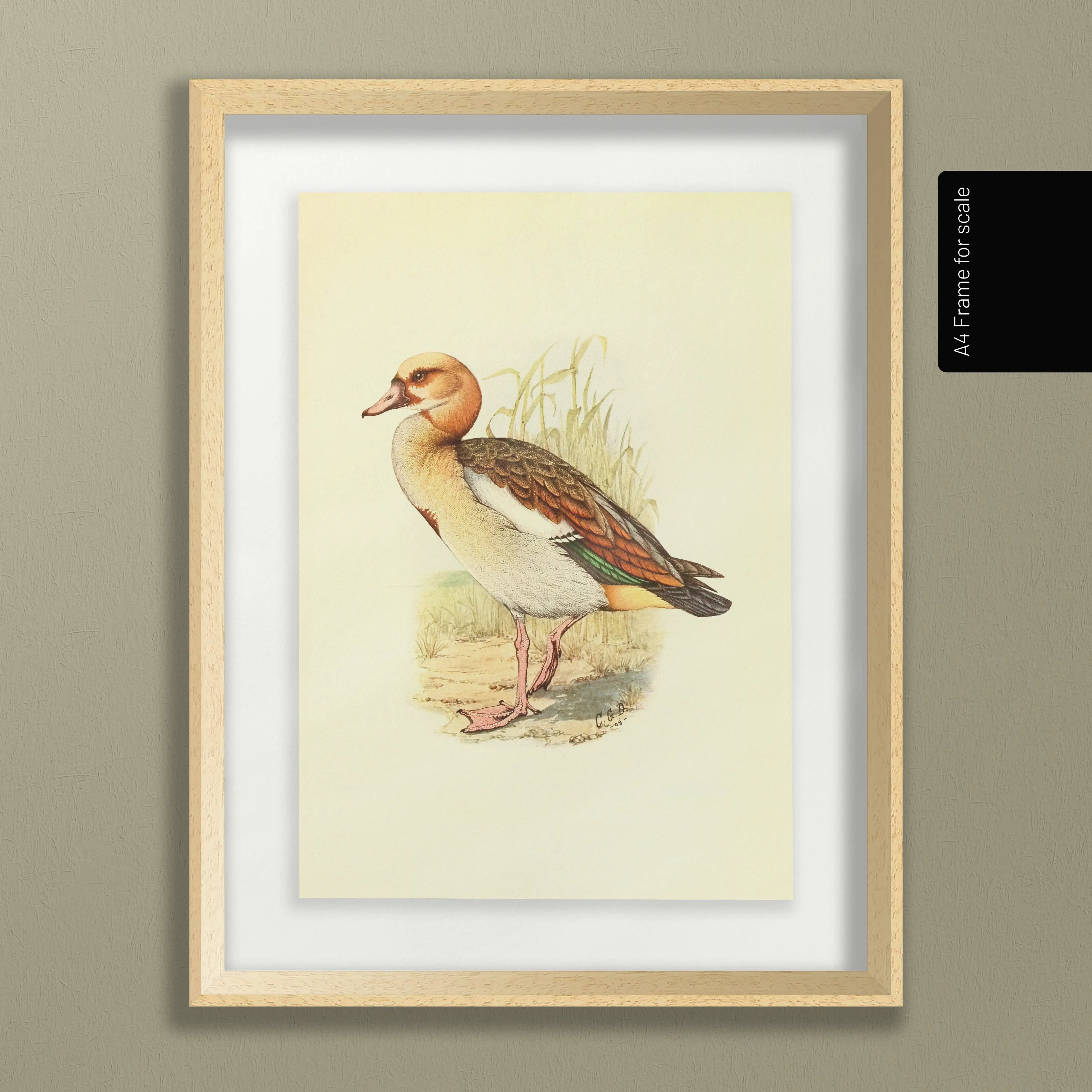 Natural History: Plate No. 30