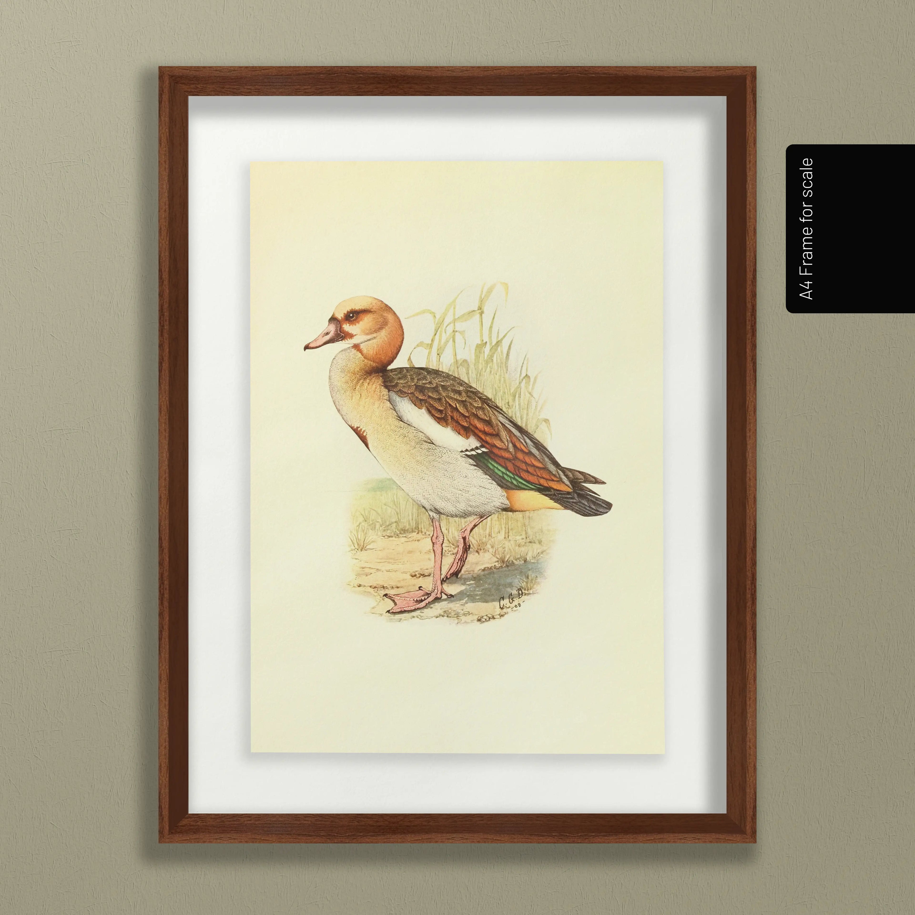 Natural History: Plate No. 30