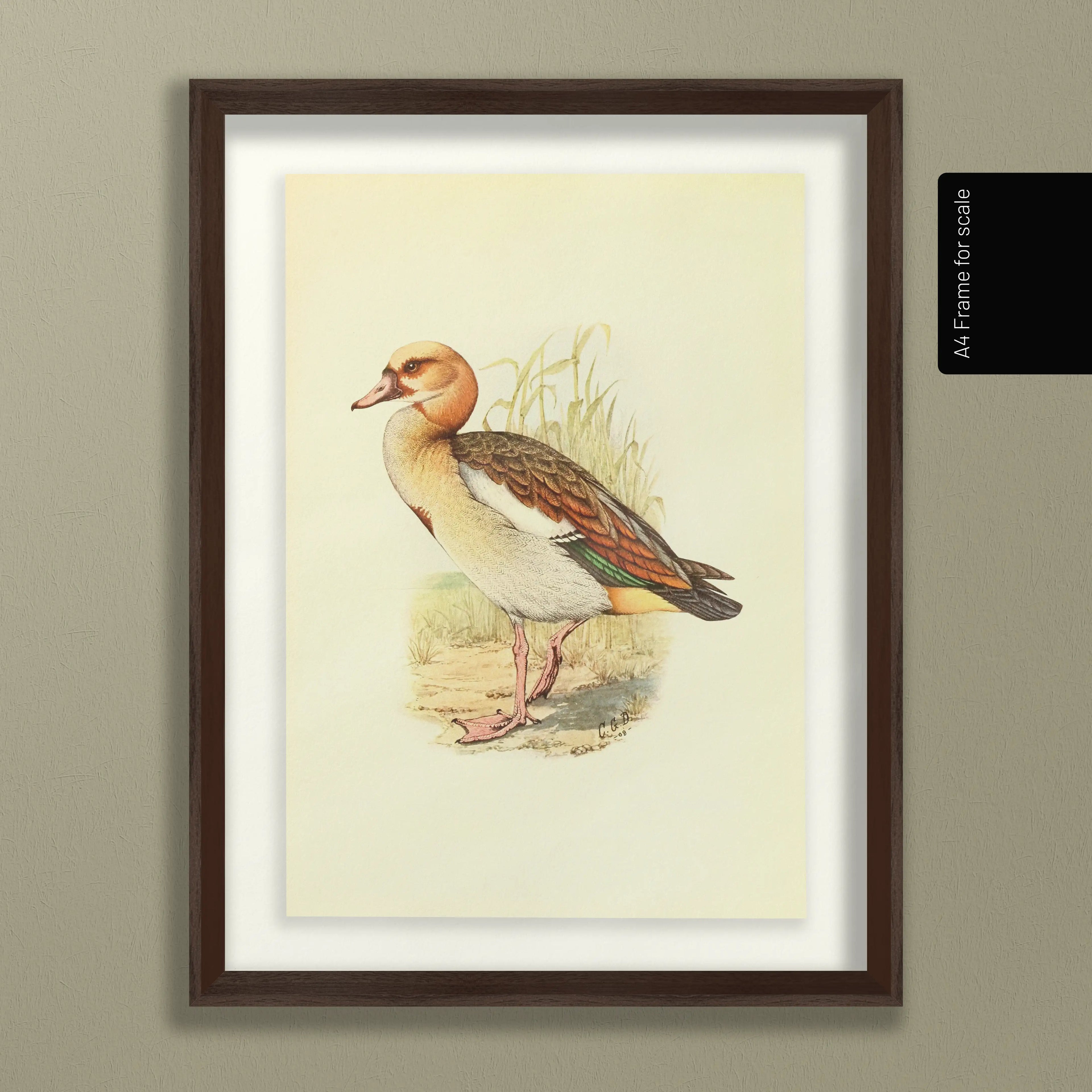 Natural History: Plate No. 30
