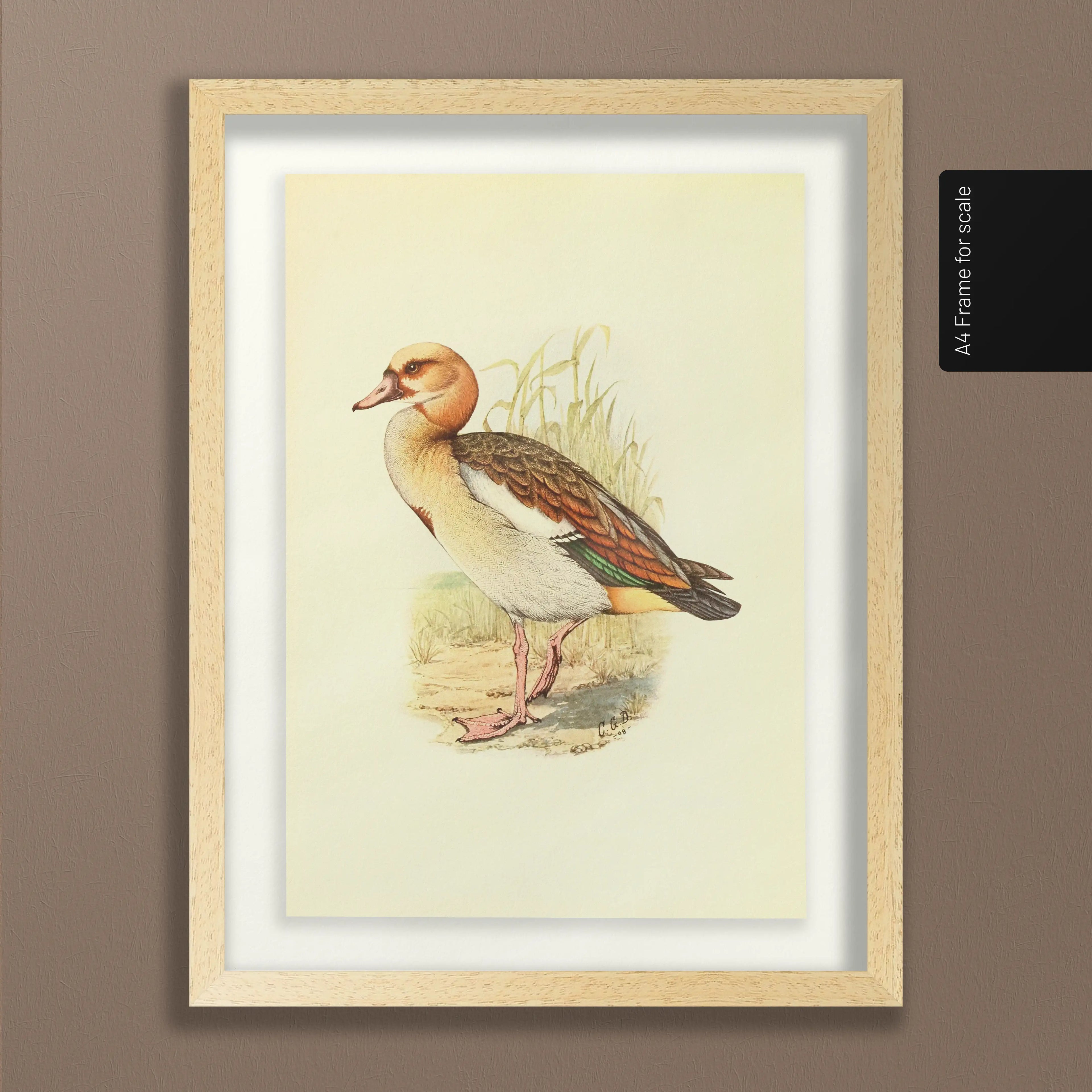 Natural History: Plate No. 30
