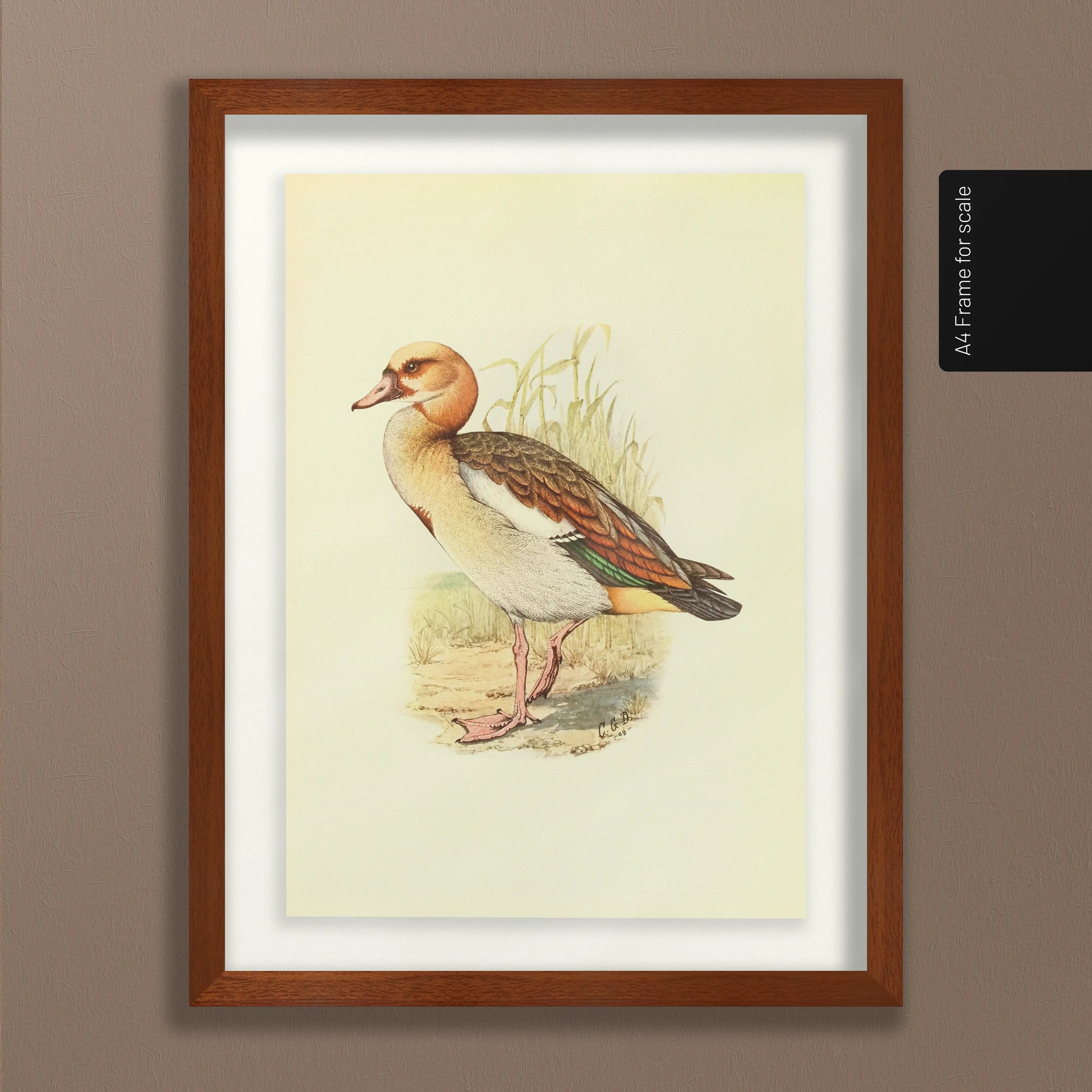 Natural History: Plate No. 30