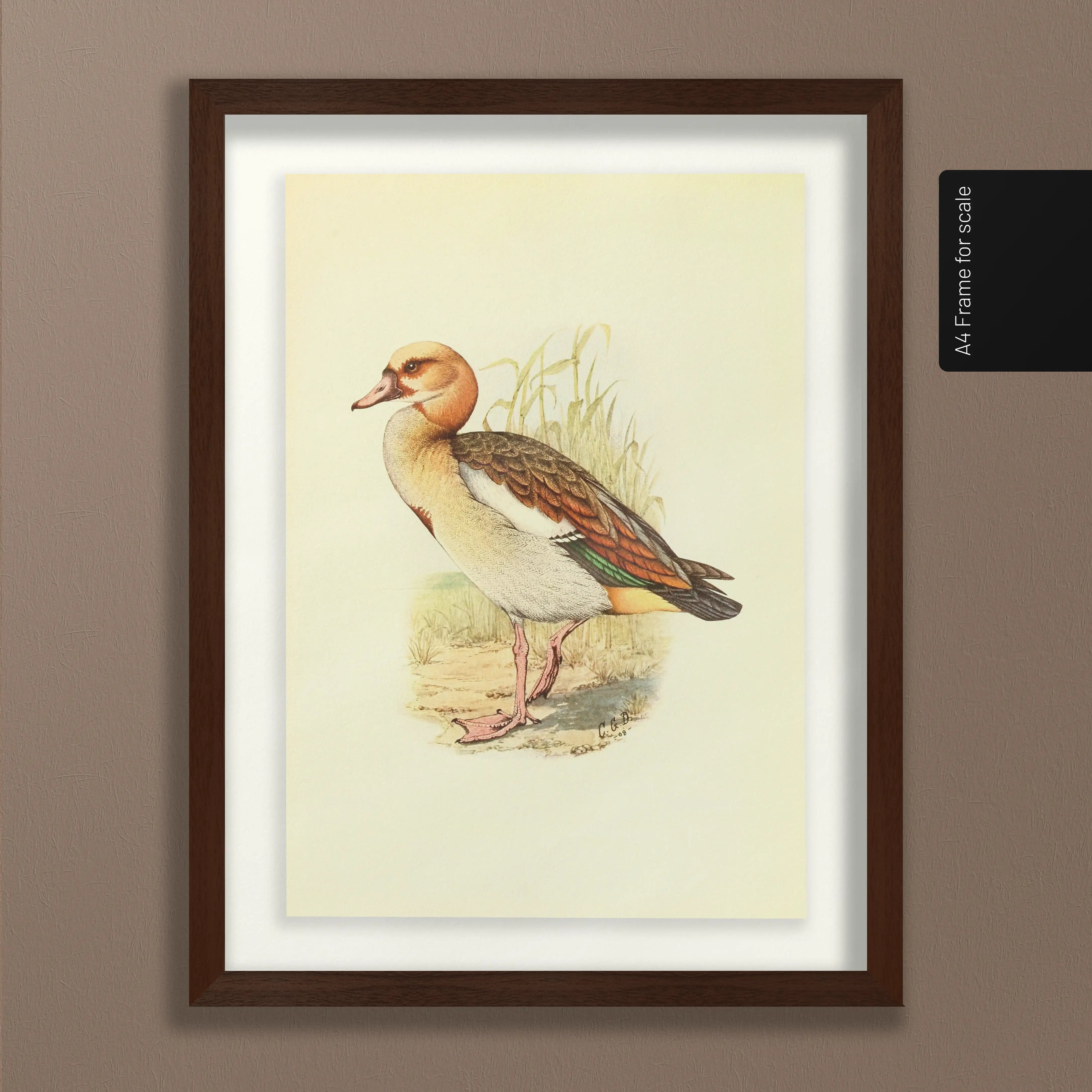 Natural History: Plate No. 30