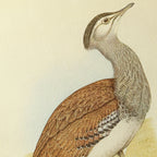 Natural History: Plate No. 31