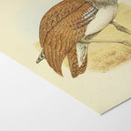 Natural History: Plate No. 31