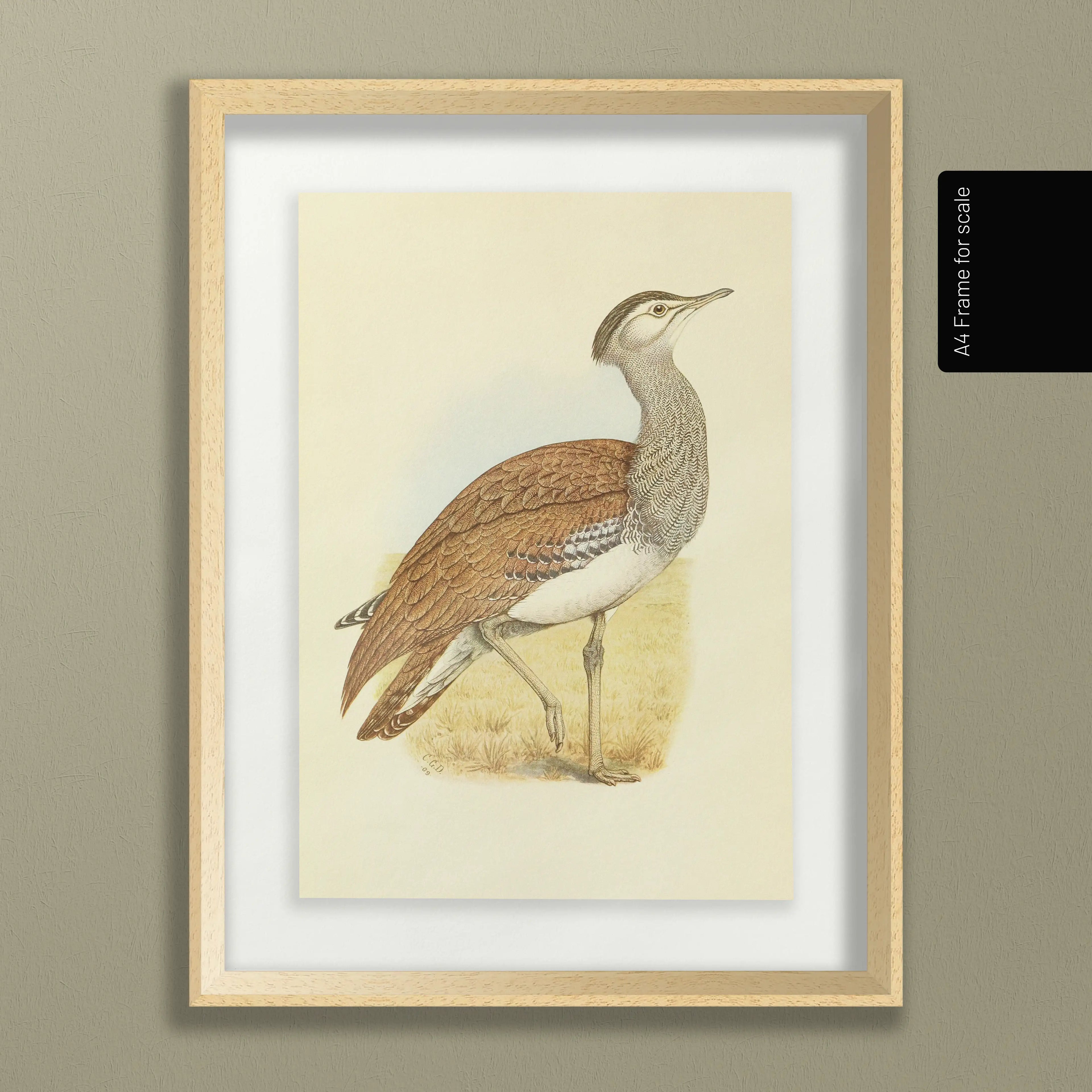 Natural History: Plate No. 31