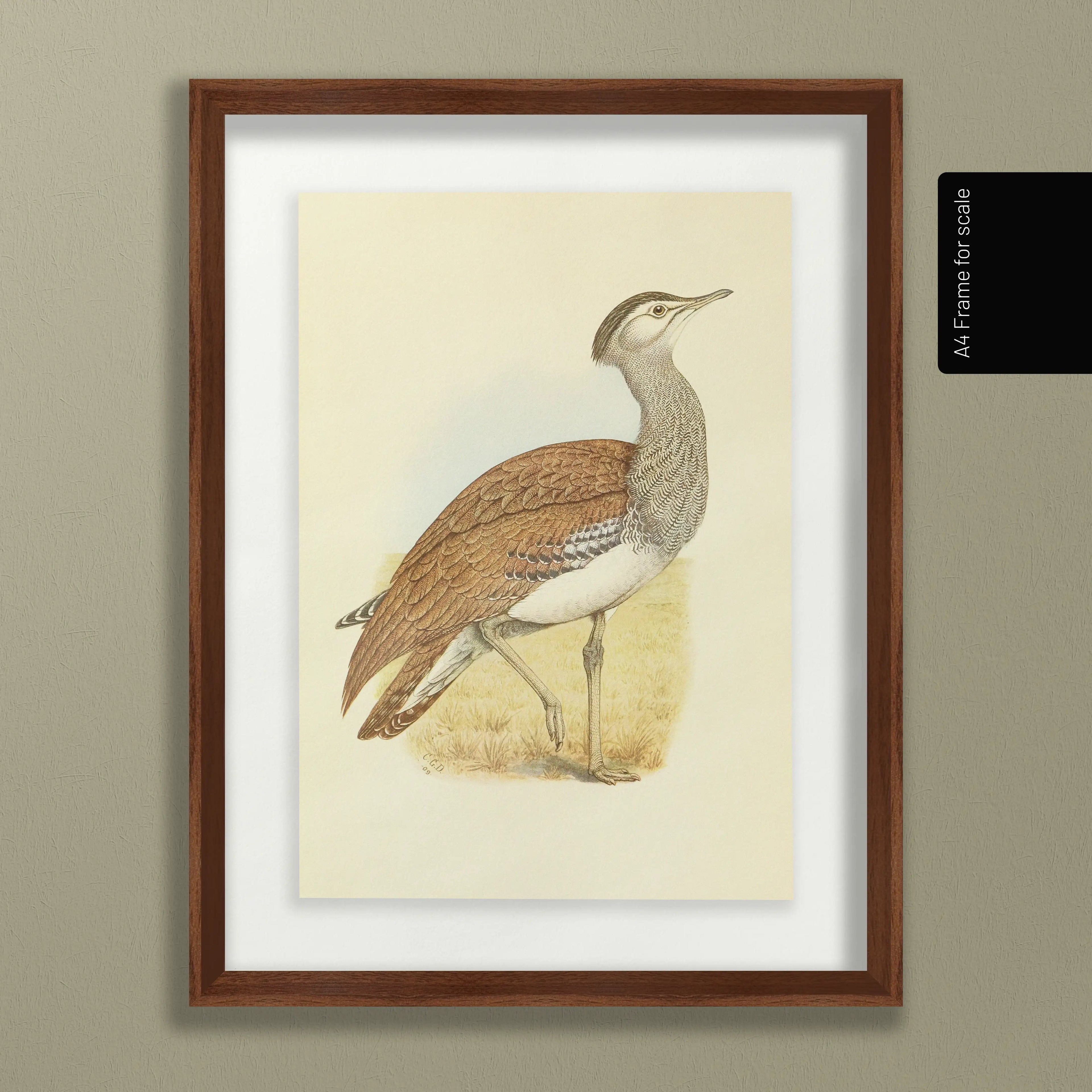 Natural History: Plate No. 31