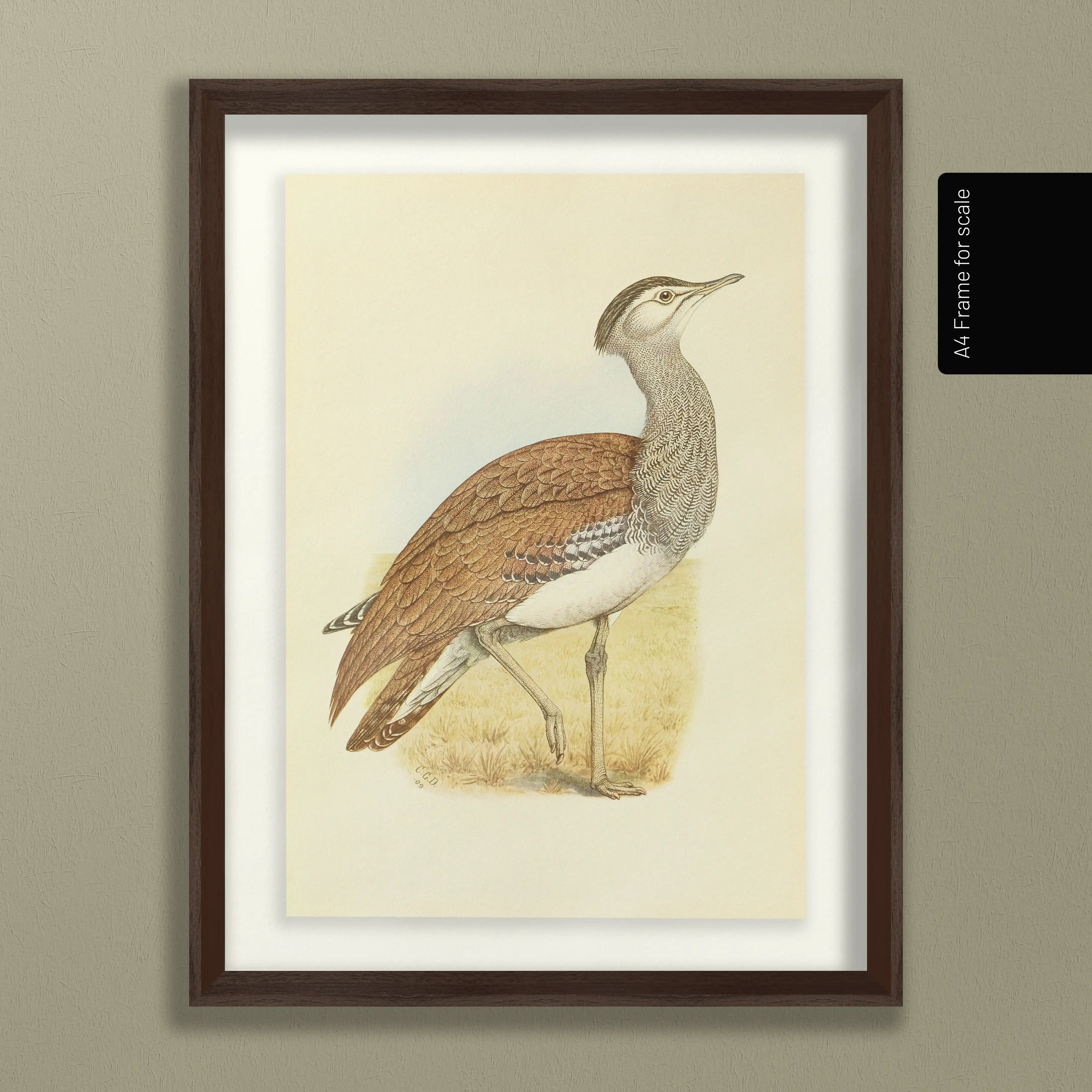 Natural History: Plate No. 31
